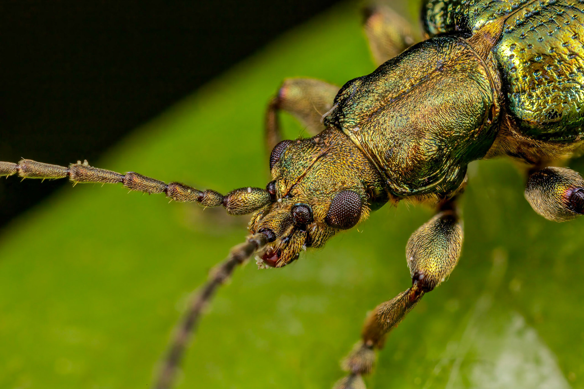 Reed Beetle (Donacia)