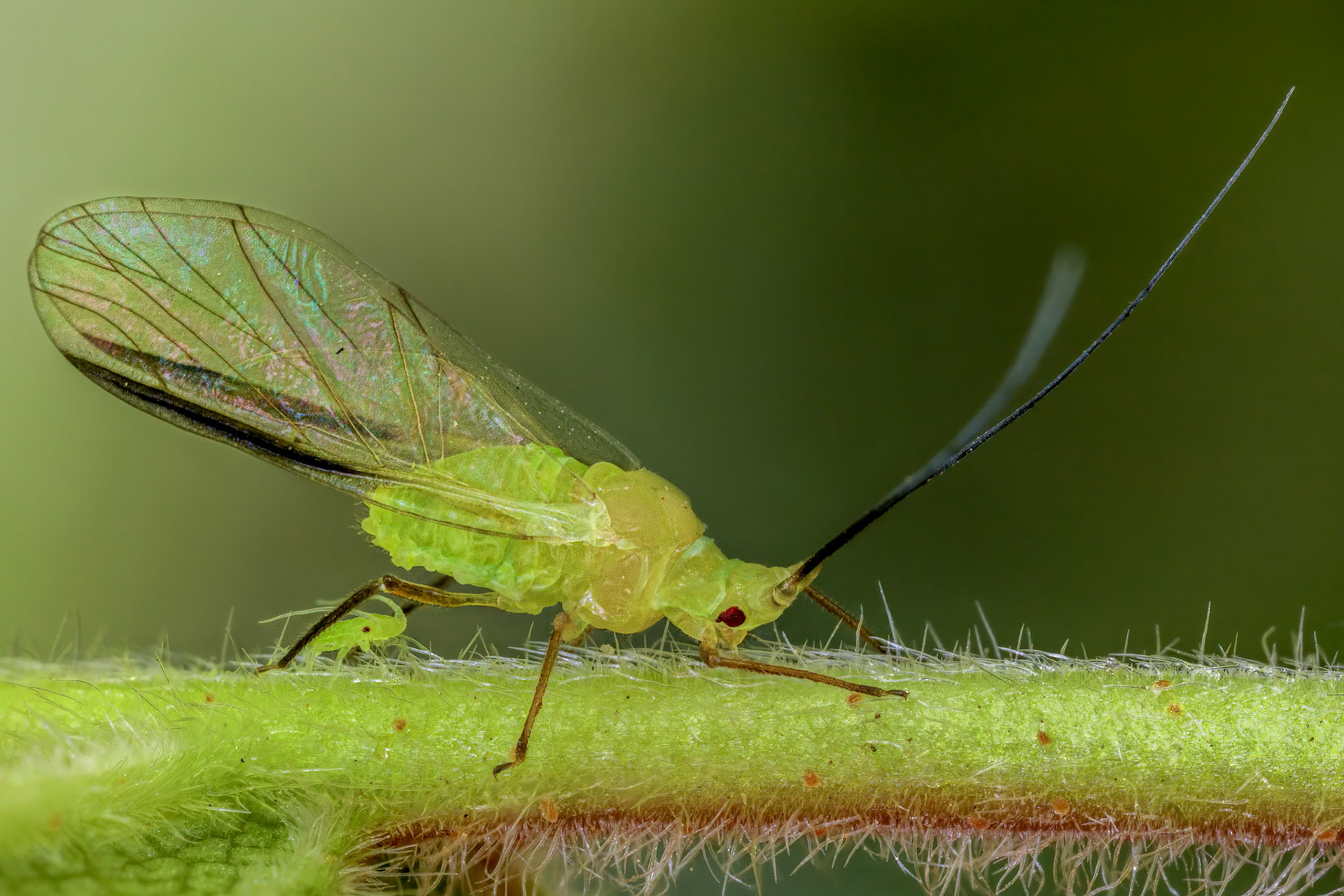 Unknown Aphid (Aphididae)