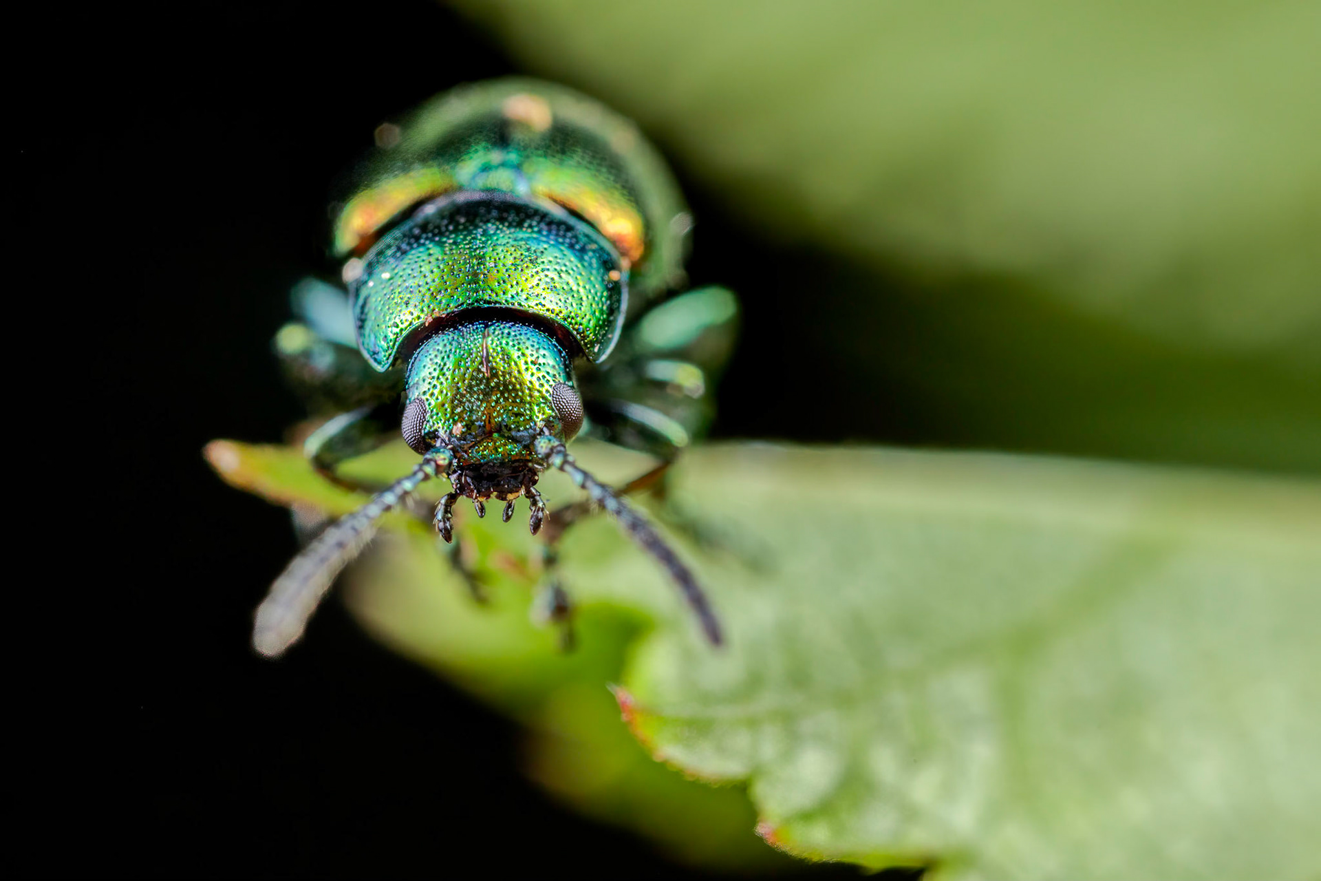 Green Dock Beetle (Gastrophysa viridula)
