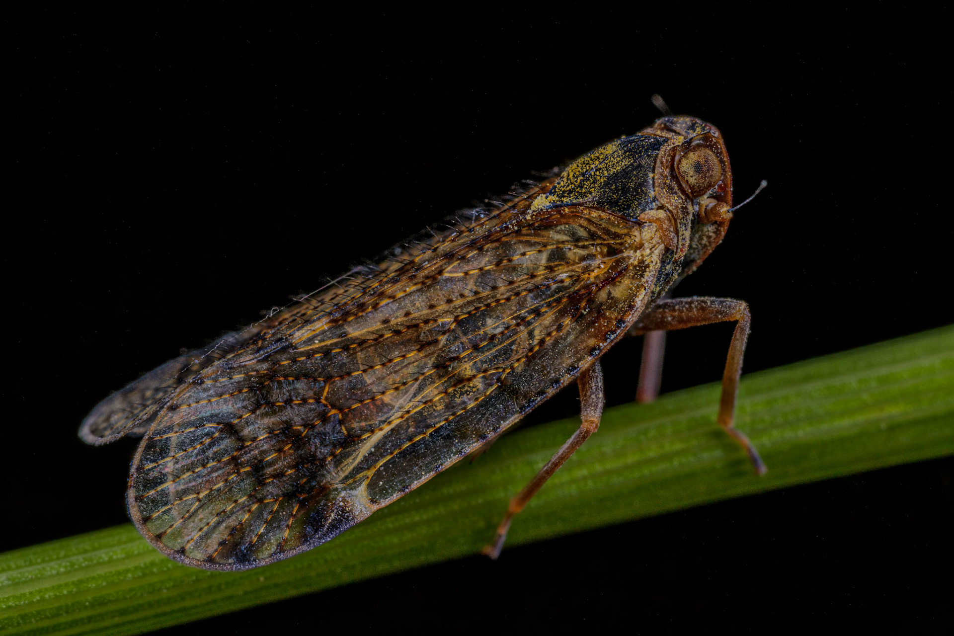 Lacehopper (Cixius nervosus or Cixius cunicularius)