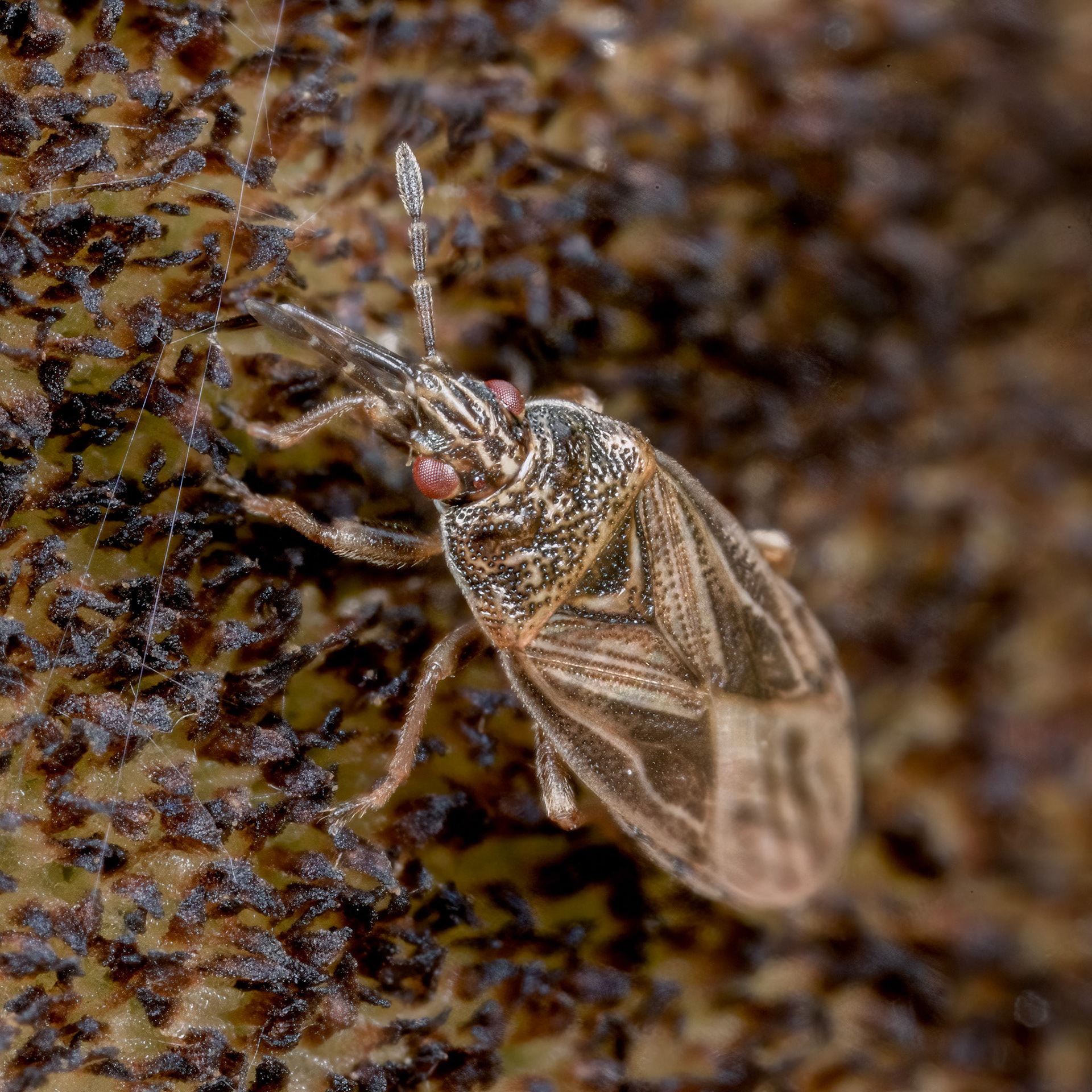 Bulrush Bug (Chilacis typhae)