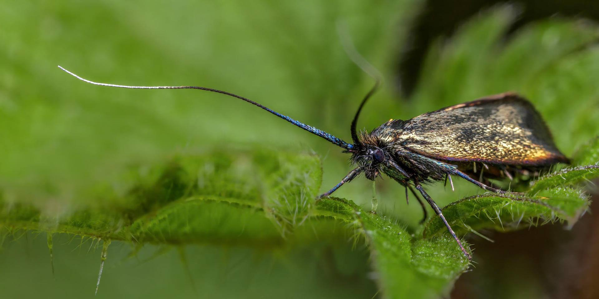 Green Longhorn Moth (Adela reaumurella)