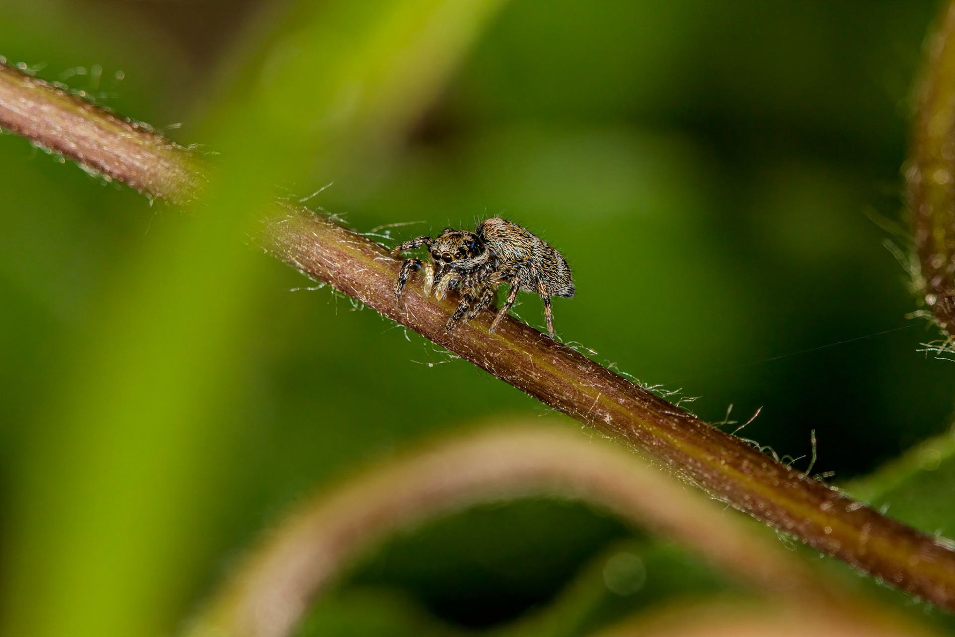 Jumping spider (Salticidae)