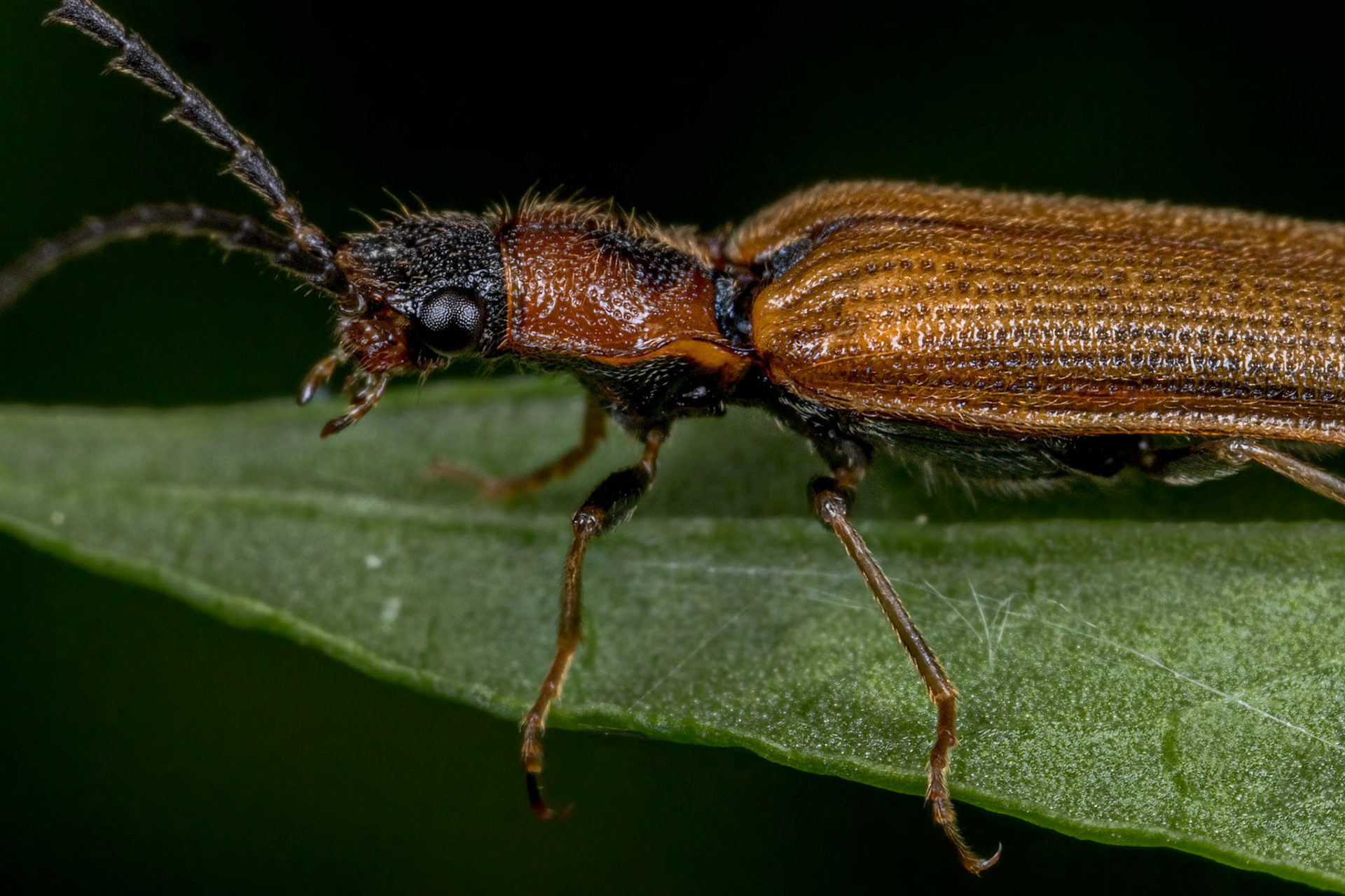 Bordered Click beetles (Denticollis linearis)