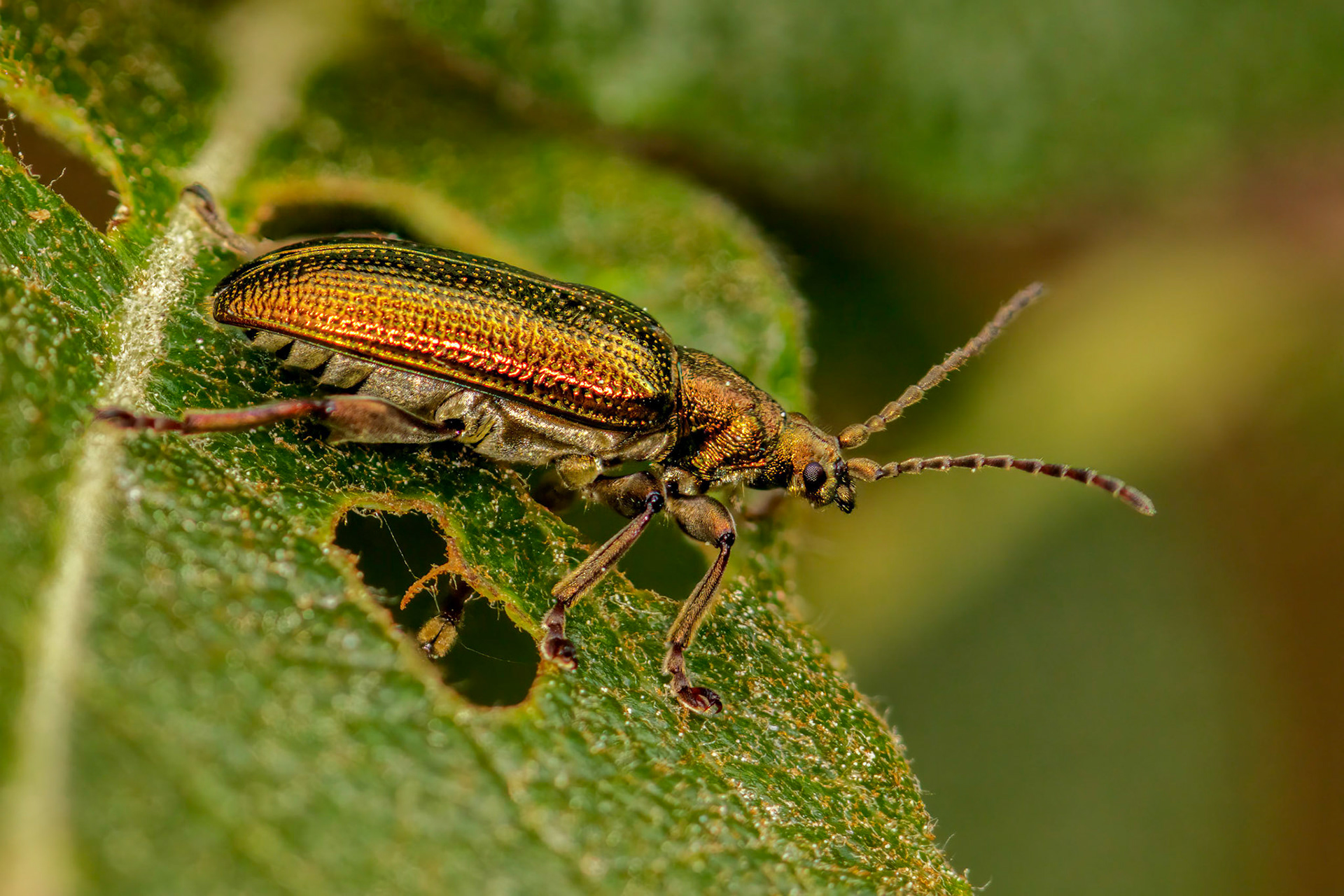 Reed Beetle (Donacia)