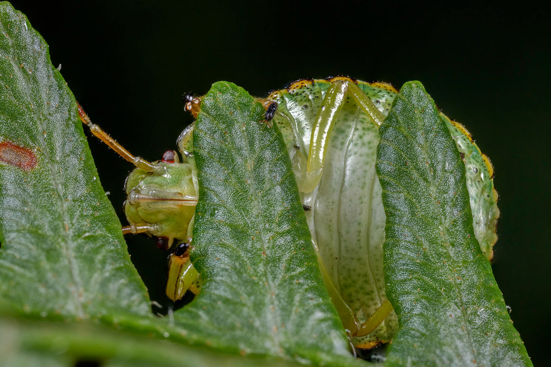 Common Green Shieldbug Nymph (Palomena prasina)