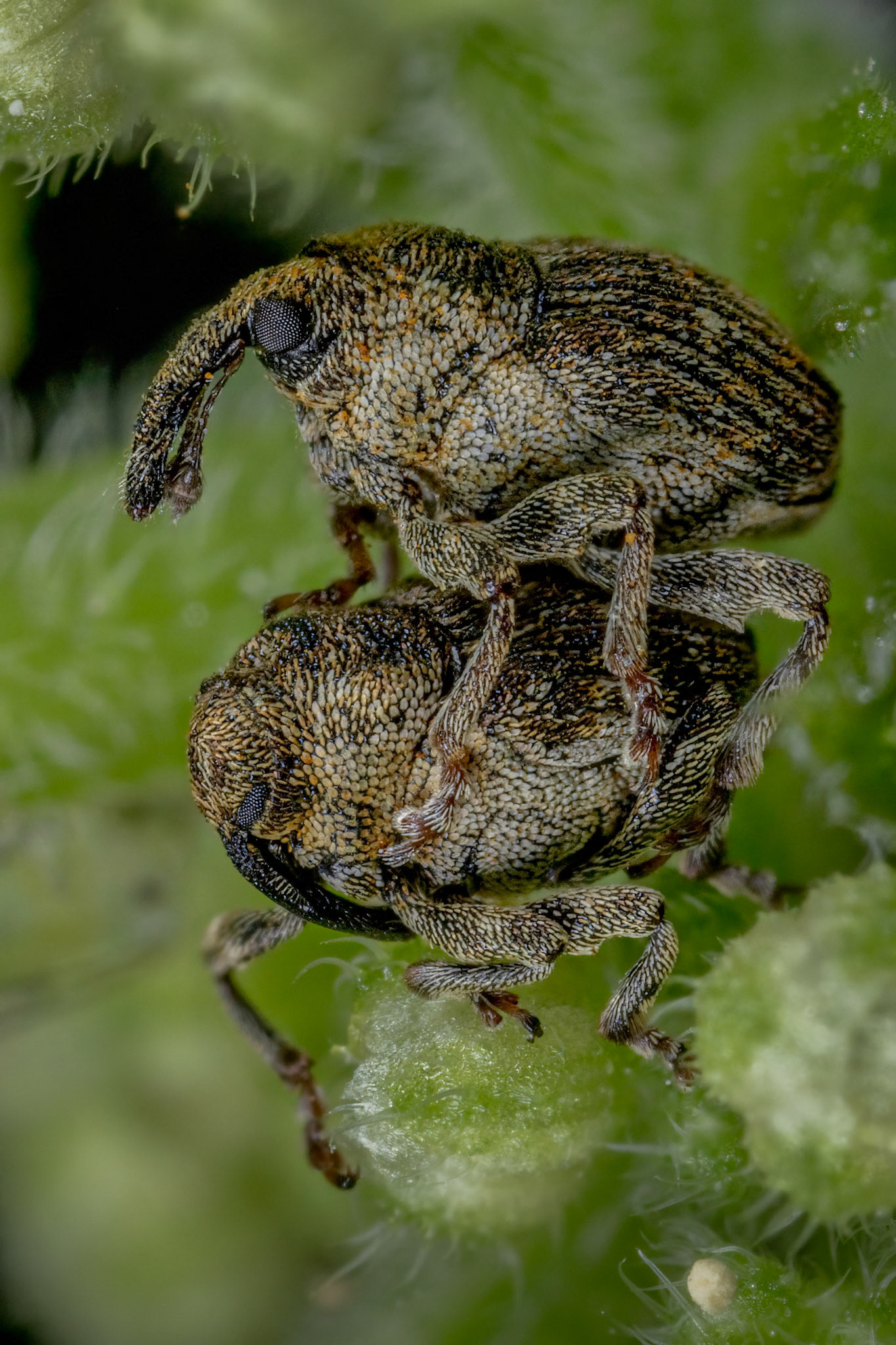 Nedyus quadrimaculatus