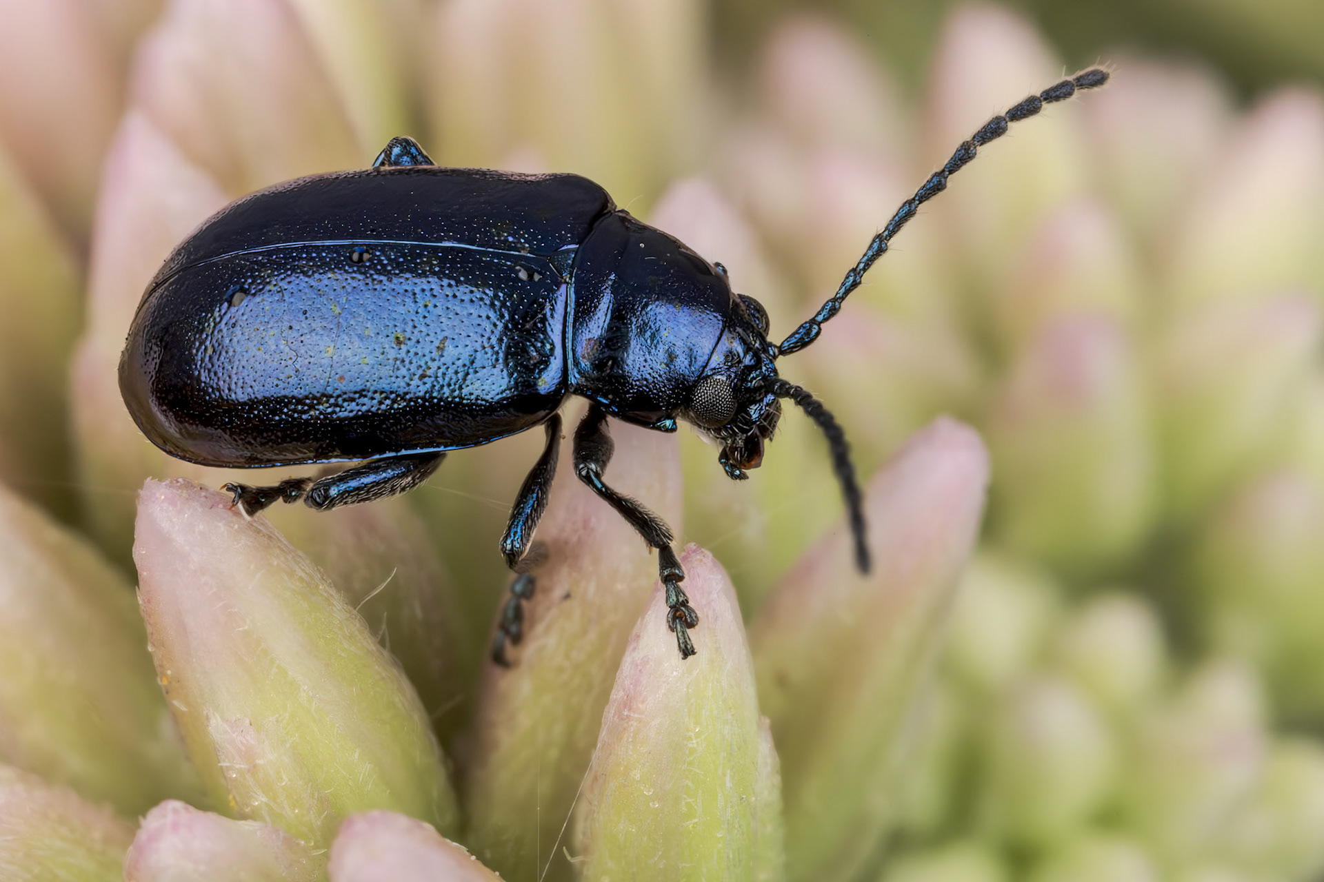 Flea-Beetle (Altica)