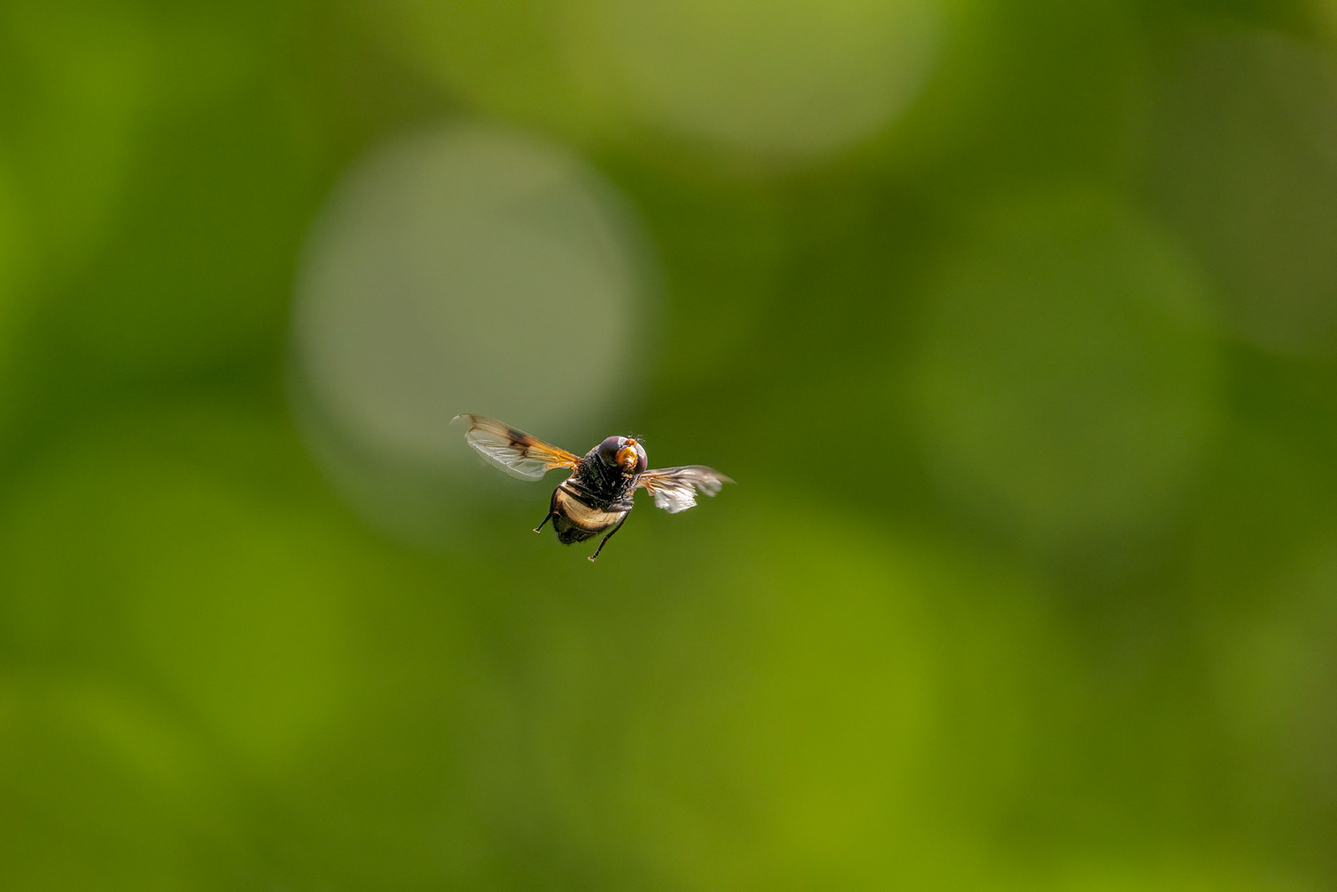 Pellucid Hover Fly (Volucella pellucens)