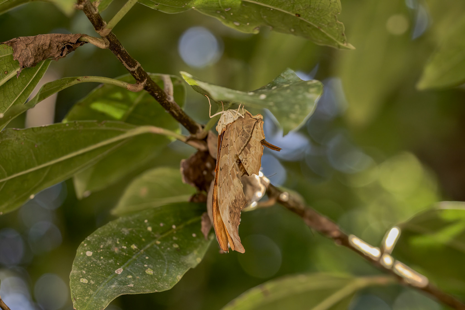 Ruddy Daggerwing (Marpesia petreus)