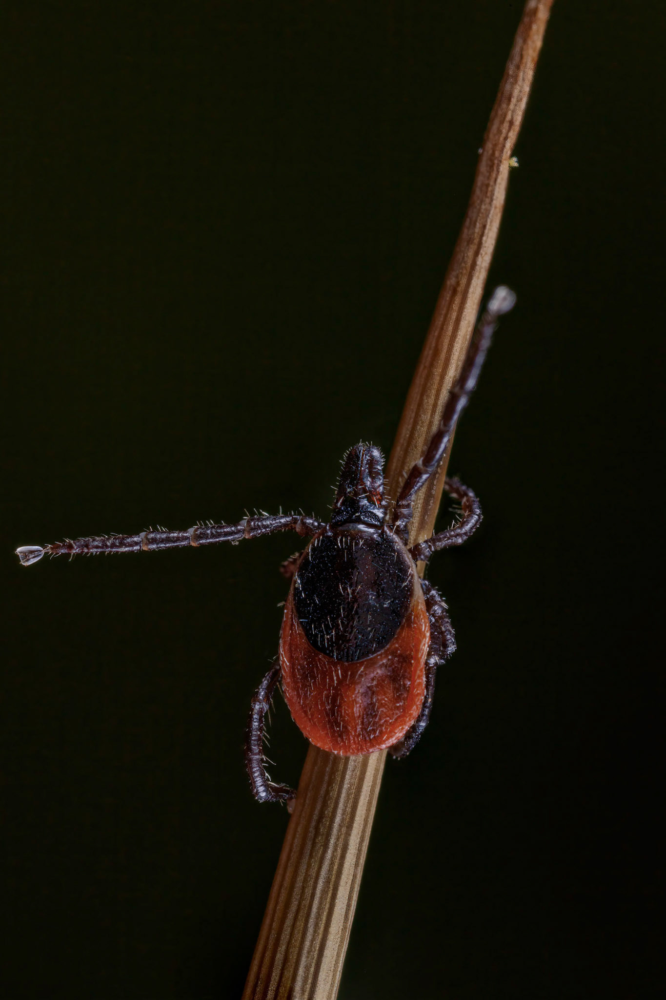 Hard Tick (Ixodes Ricinus)