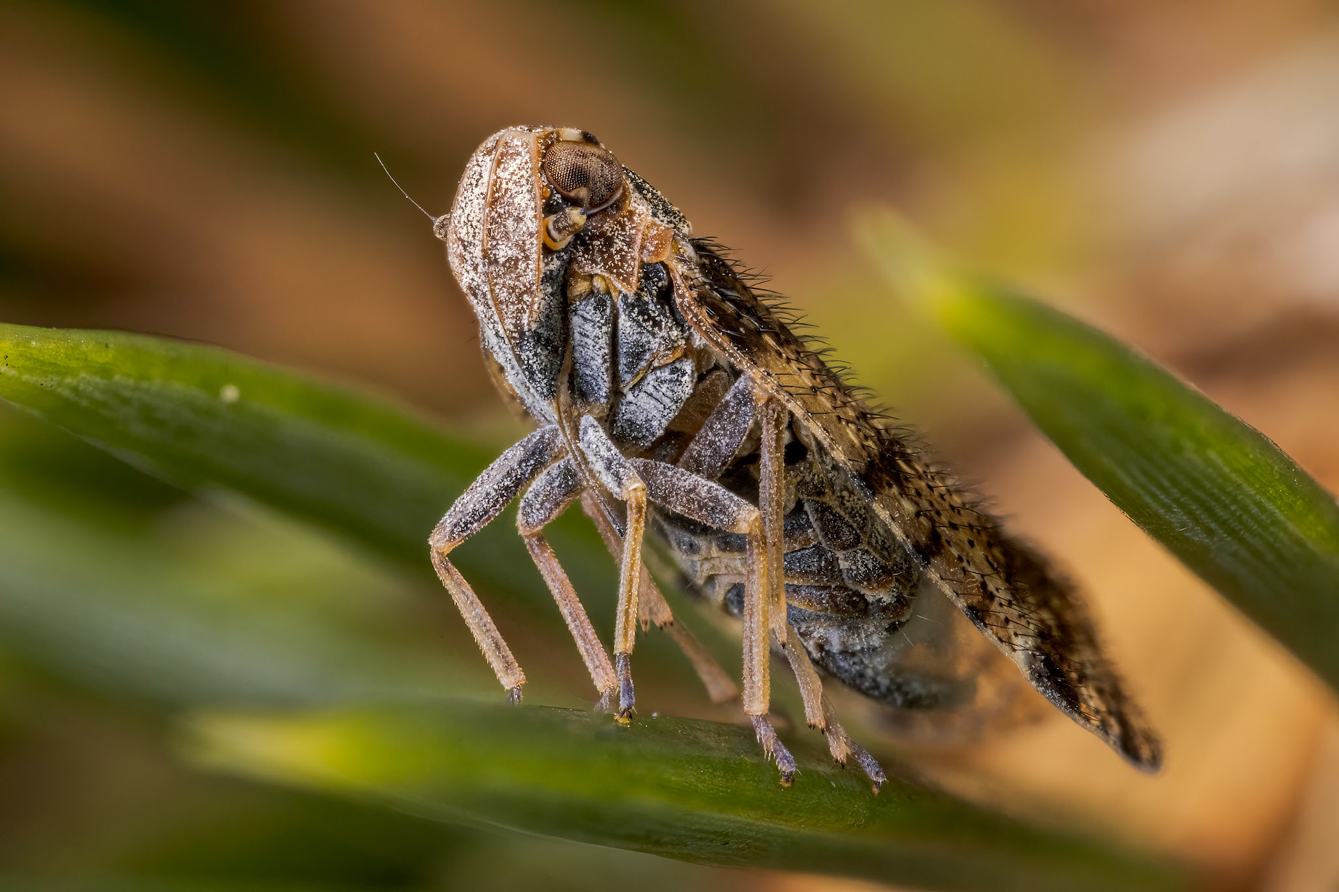 Cixiidae