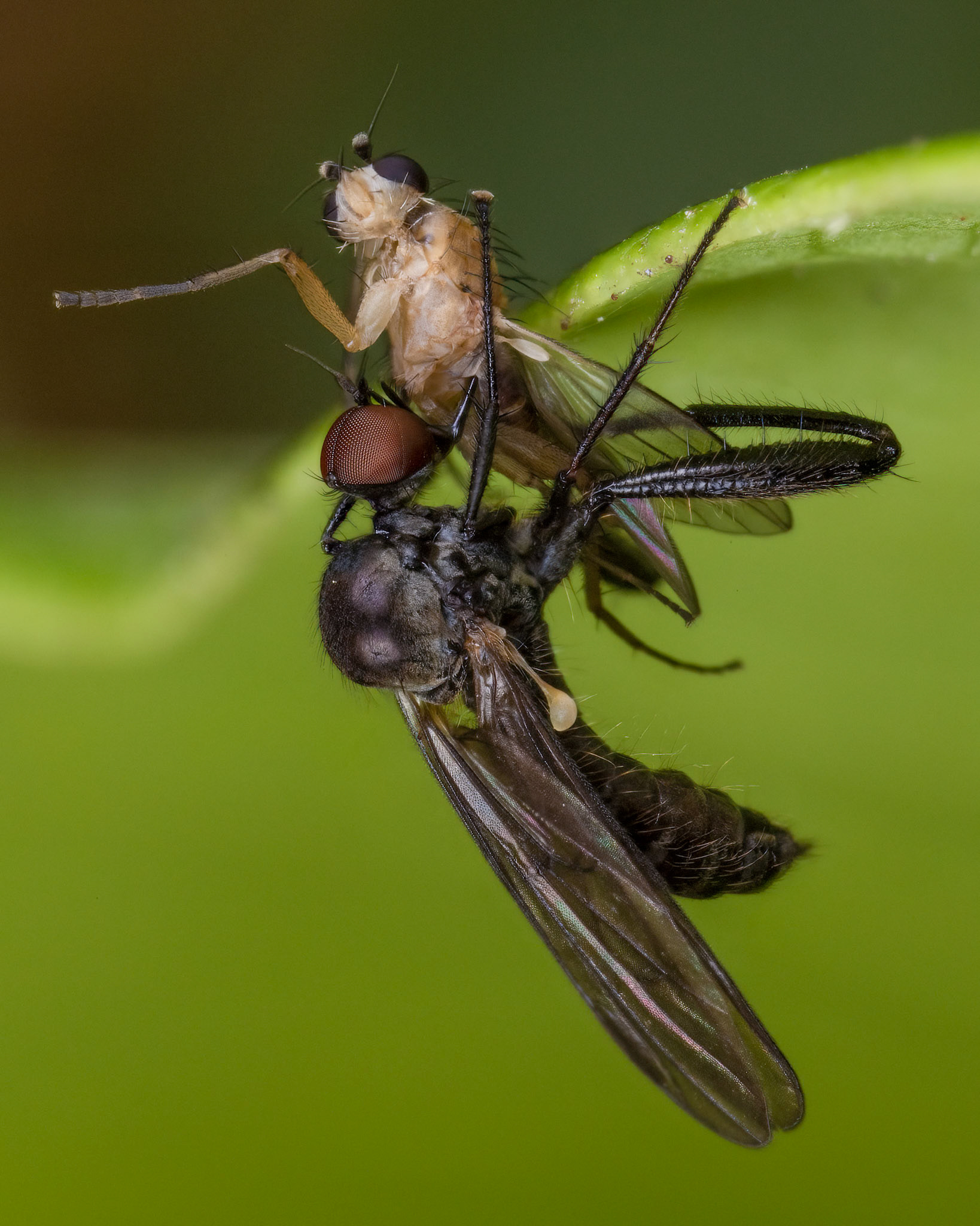 Dance Fly (Epididae)