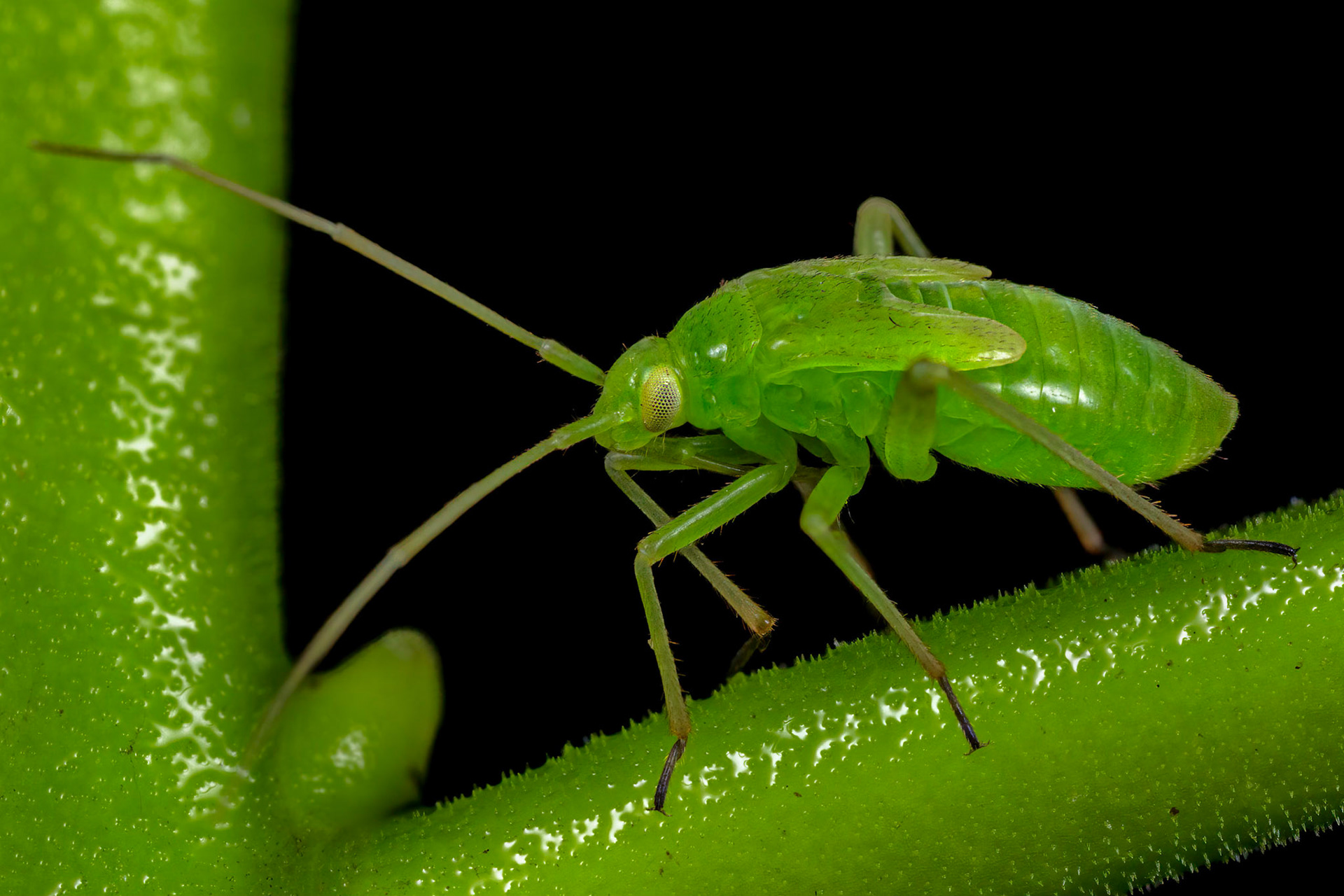Common Green Capsid Nymph (Lygocoris pabulinus)