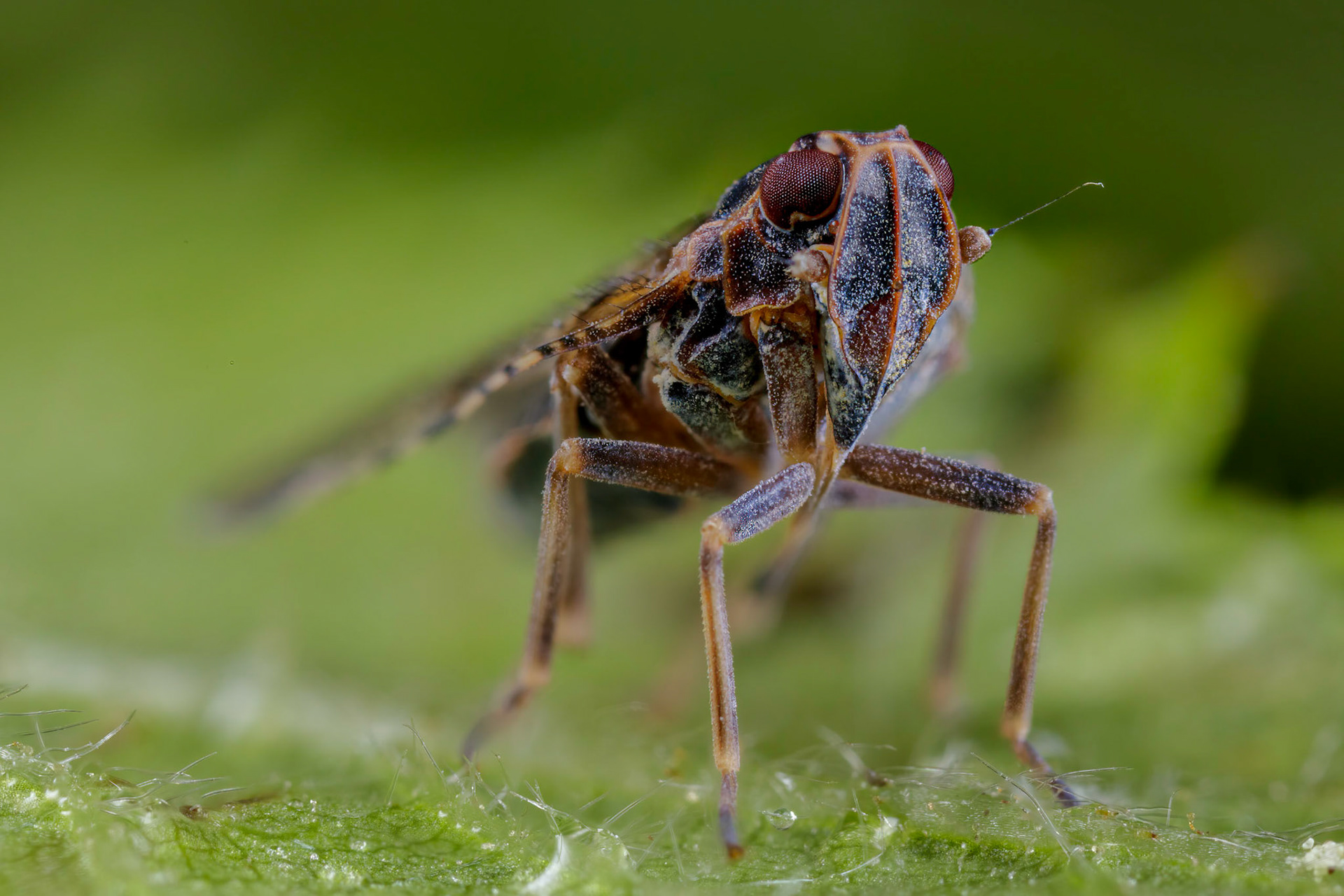Lacehopper (Cixius nervosus)