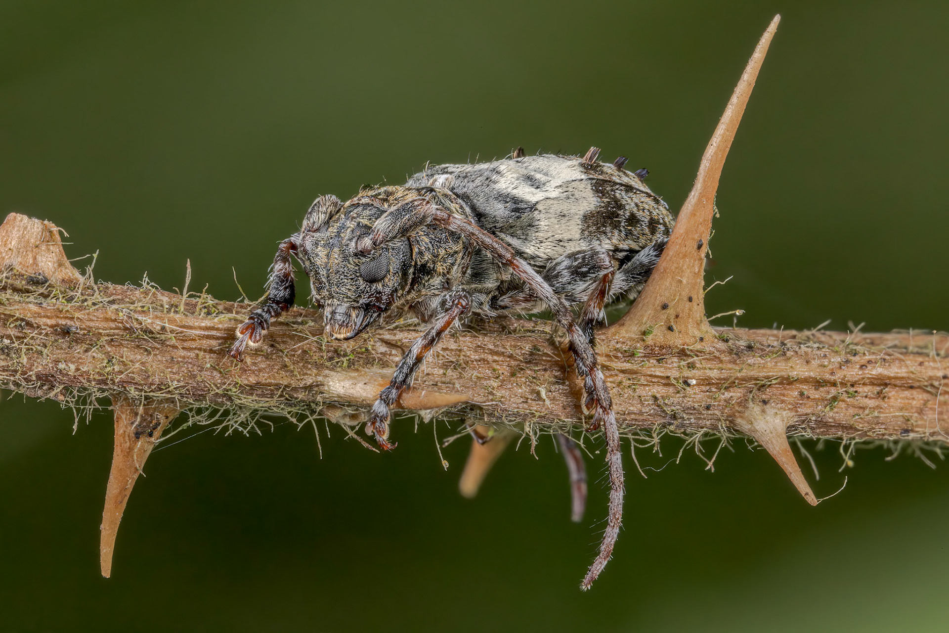Greater Thorn-tipped Longhorn Beetle (Pogonocherus hispidulus)