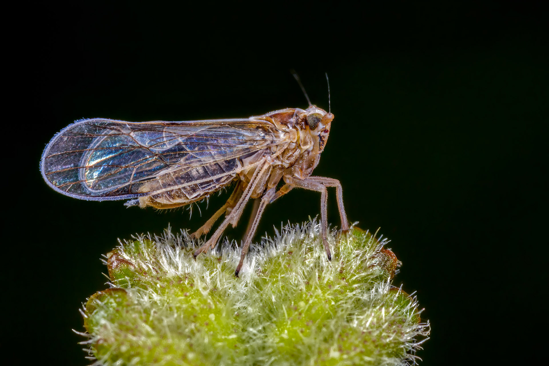 Planthopper (Javesella pellucida) (Possibly)