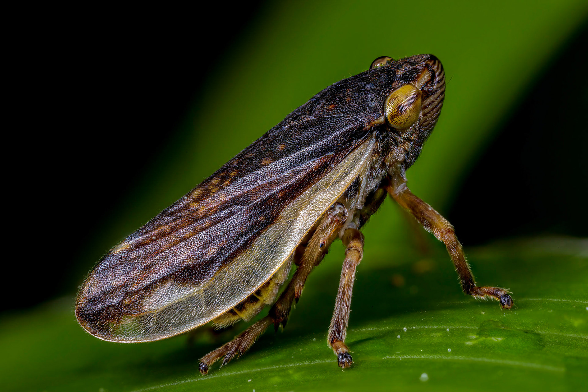 Common Froghopper (Philaenus spumarius)