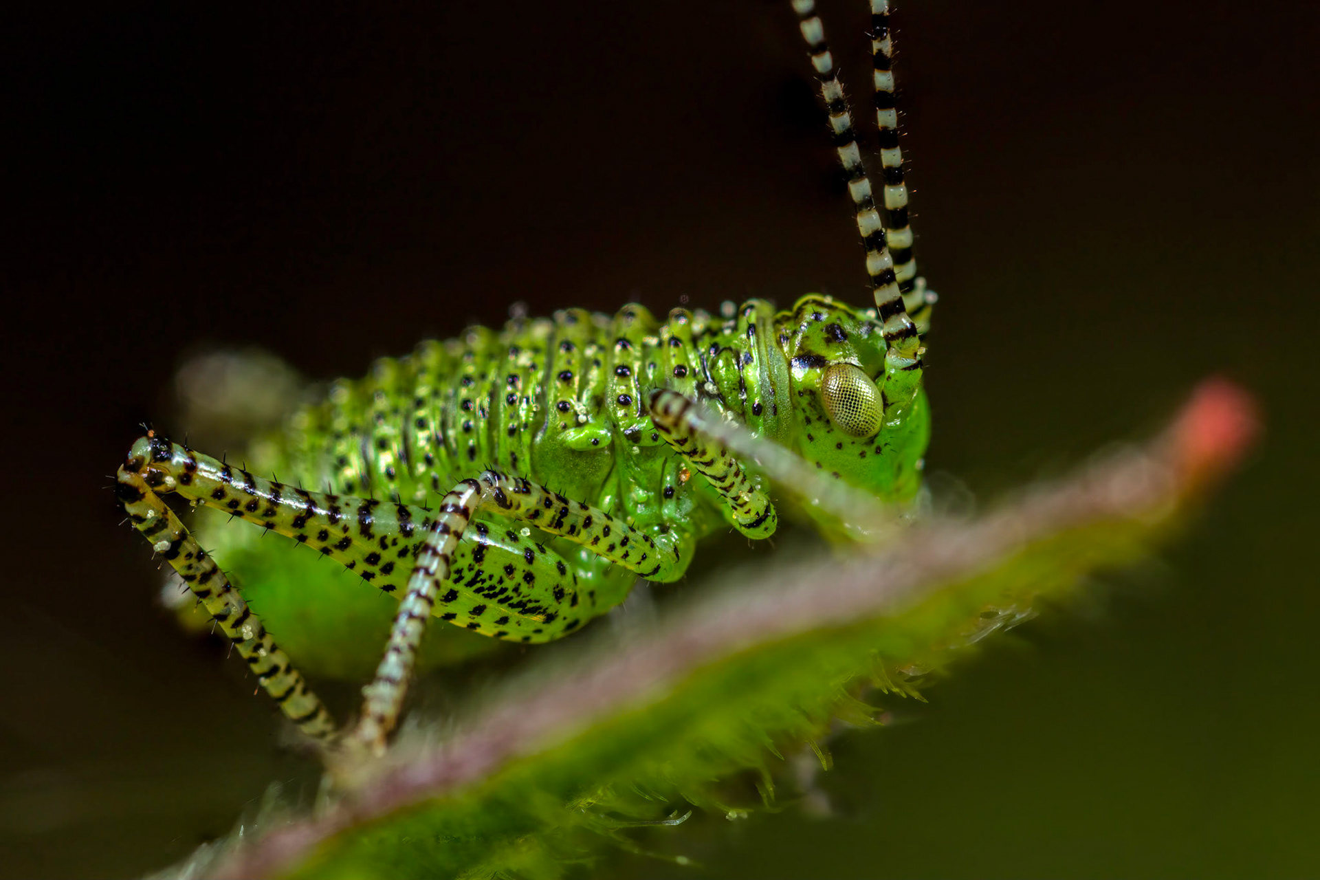 Speckled bush-cricket Nymph (Leptophyes punctatissima)