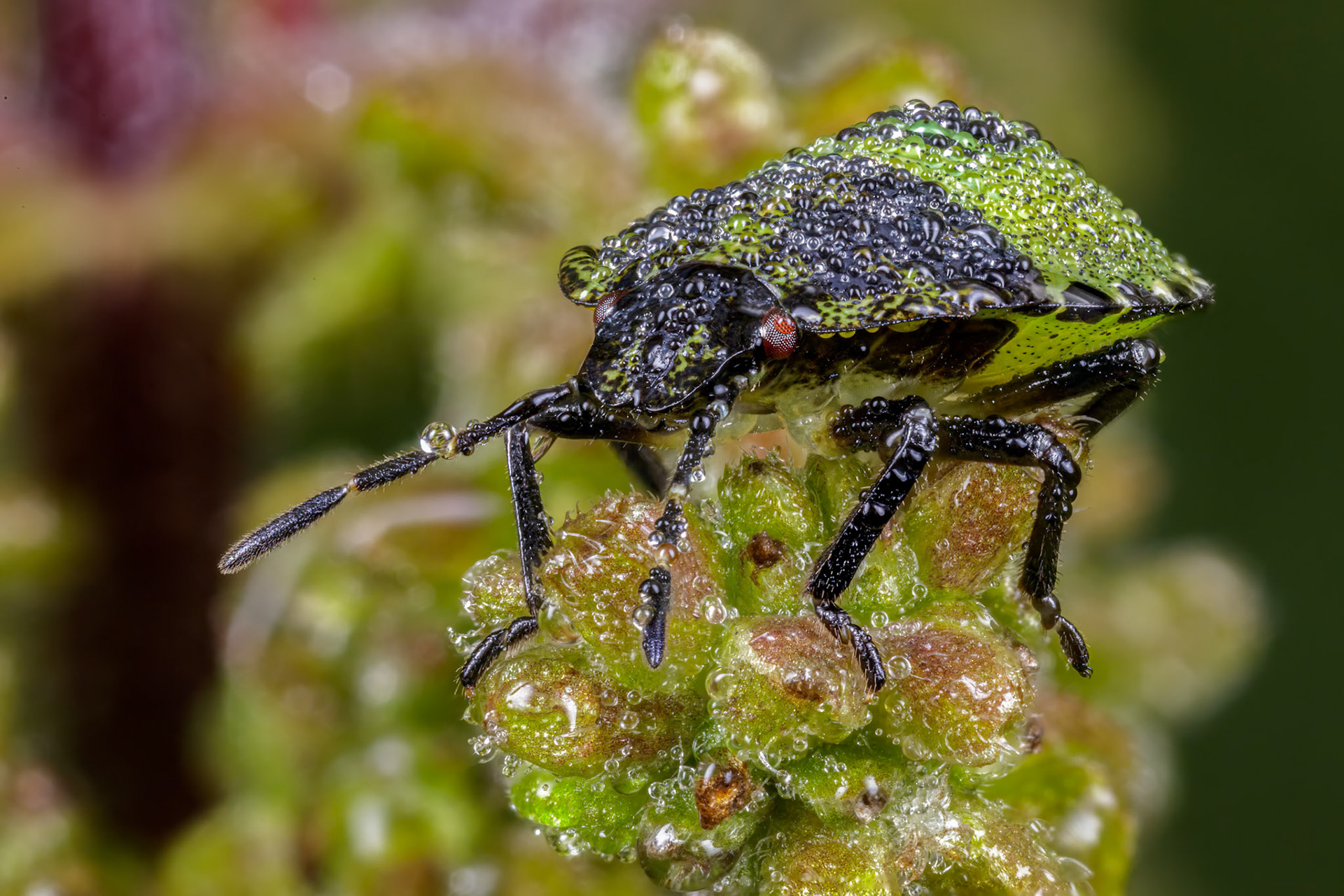 Common Green Shieldbug Nymph (Palomena prasina)