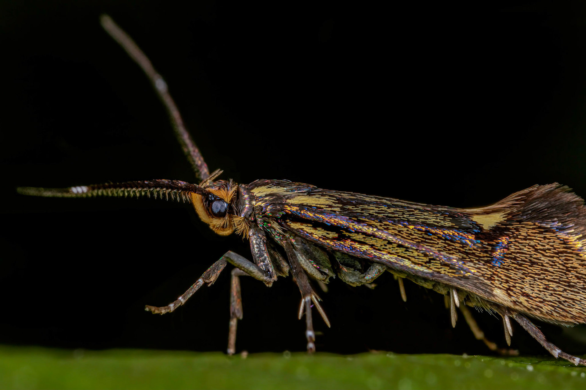 Photo Stack: 3Crop: 2x3Magnification: 6x-8x28.019 BF649Esperia sulphurella(Fabricius, 1775)Wingspan 12-16 mm.A tiny, chocolate-brown moth, marked with lemon-yellow. It rests with its antennae held forward, which are marked with whitish about two-thirds along their length.Usually found in woodland, lanes, hedgerows and gardens throughout the UK, north to central Scotland. It flies during the day, in May and June, and the larvae feed on dead and decaying wood and associated fungi of many native deciduous trees.It flies during the day, in May and June, and the larvae feed on dead wood.https://www.ukmoths.org.uk/species/esperia-sulphurella/adult-2/https://uknature.co.uk/moths/E.sulphurella-info.html