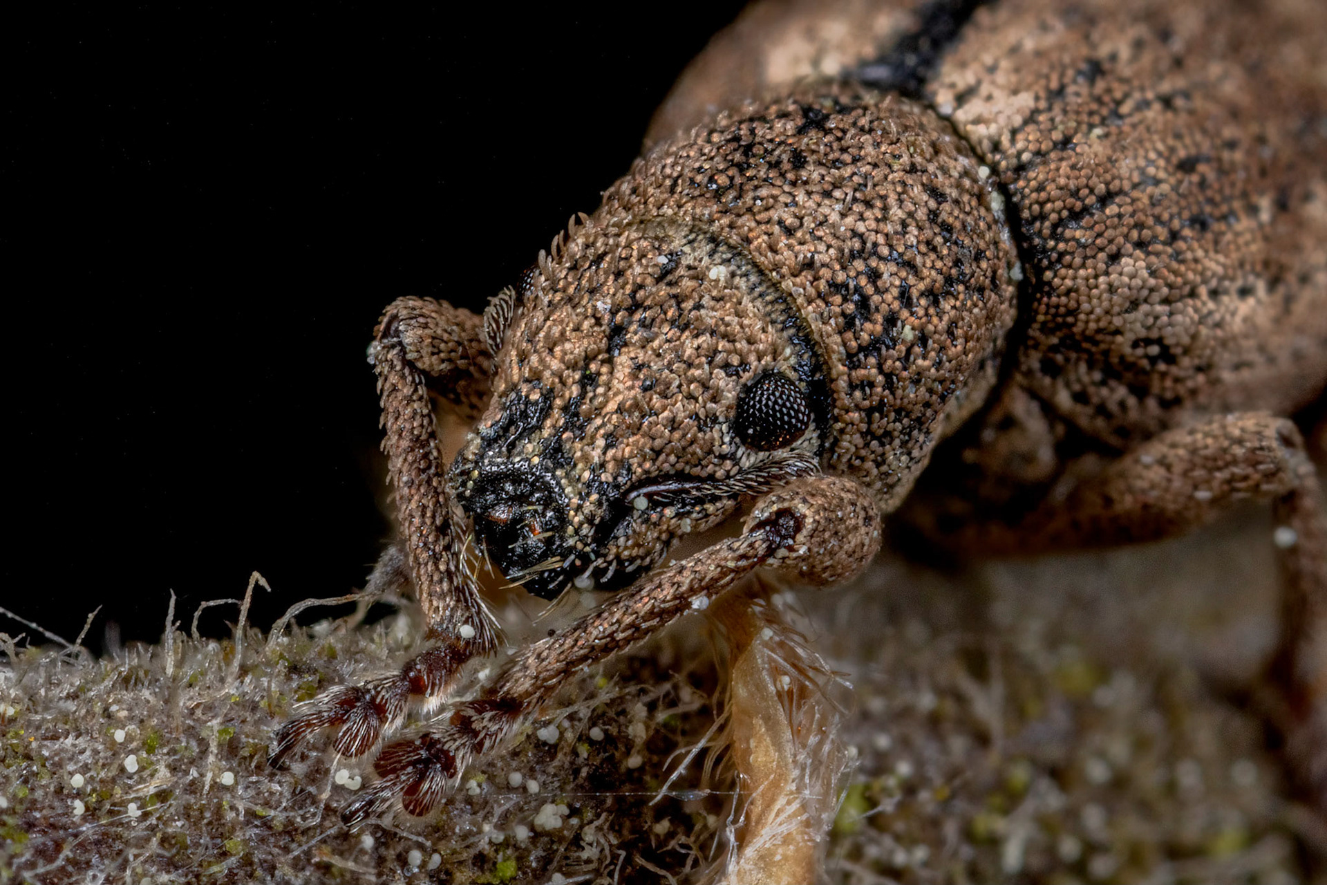 Nut Leaf Weevil (Strophosoma melanogrammum)