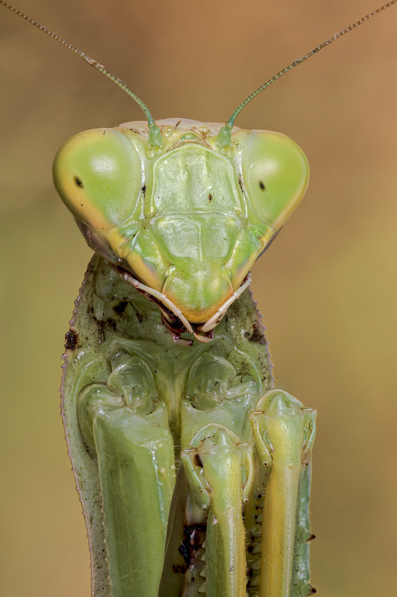 European Mantis (Mantis religiosa)