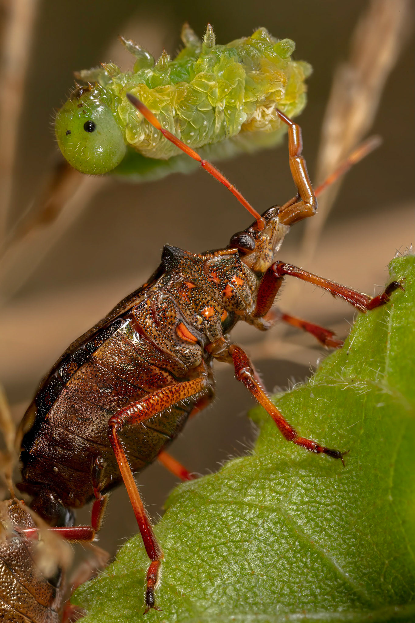 Spiked Shieldbug (Picromerus bidens)