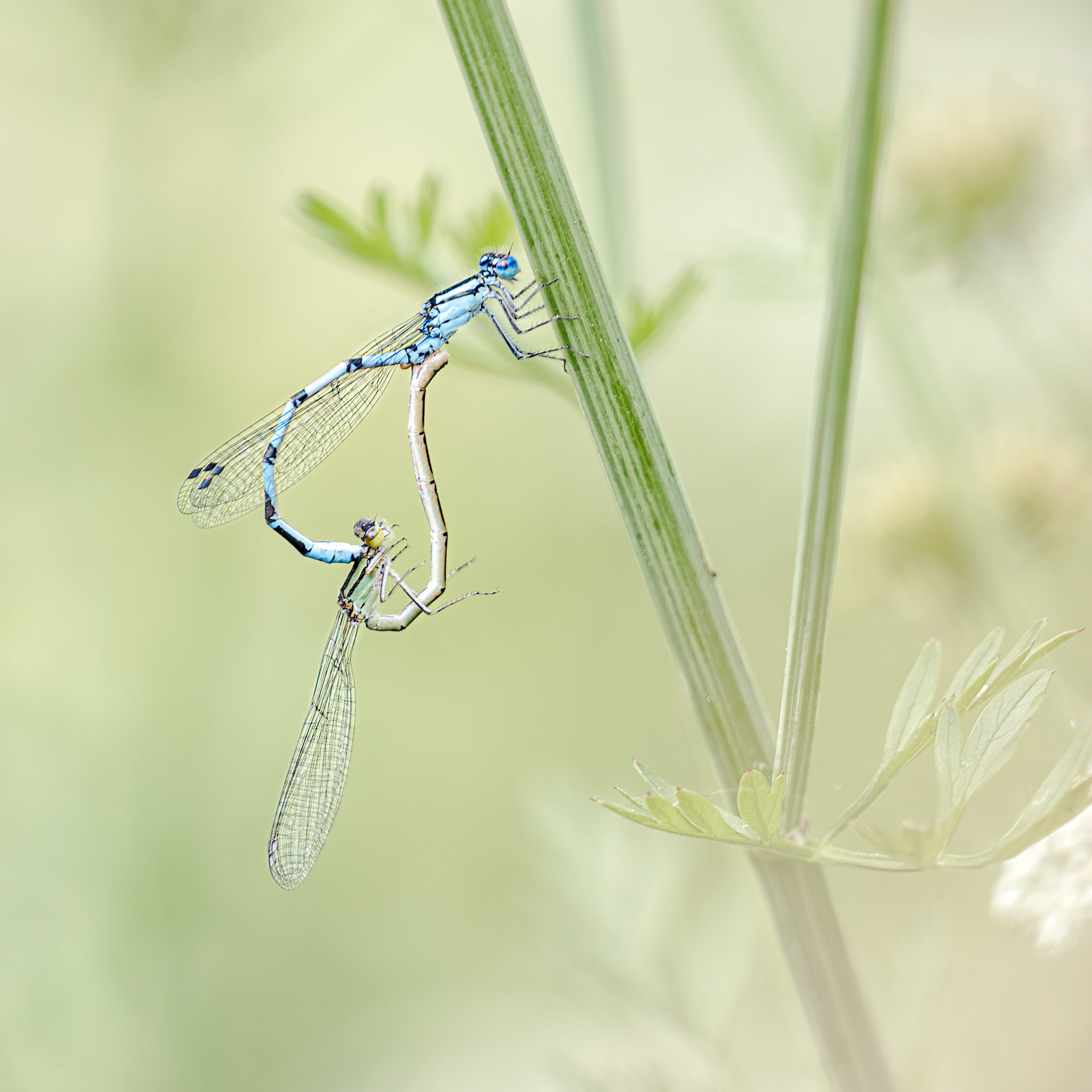Pair of Common Blue Damselfies