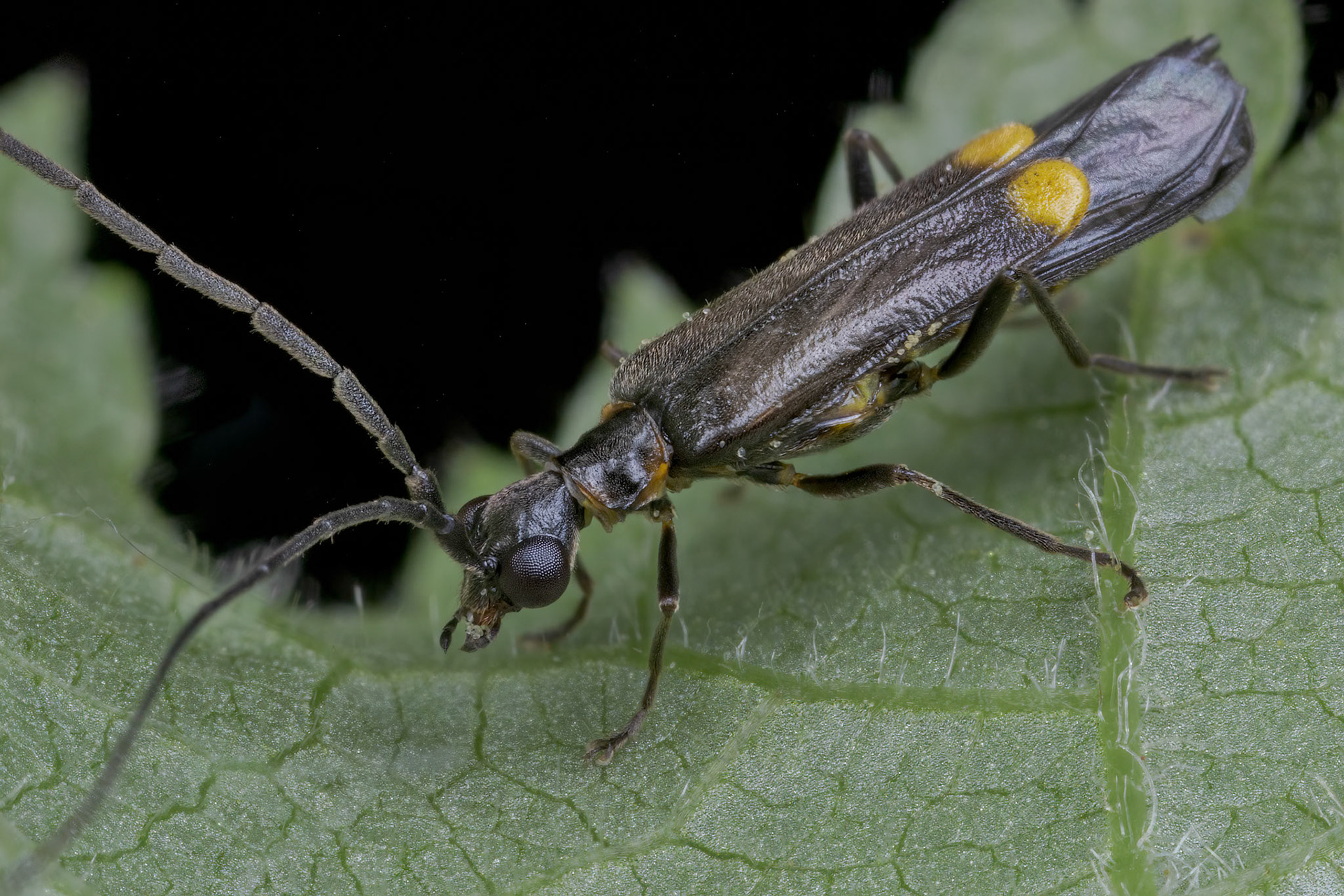 Malthodes - Soldier Beetle
