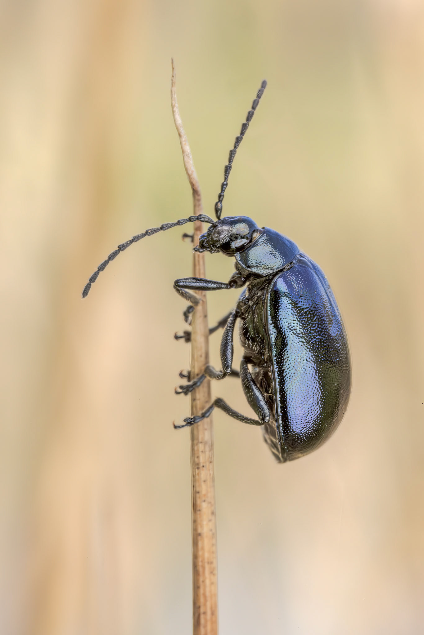 Alder Leaf Beetle (Agelastica alni)