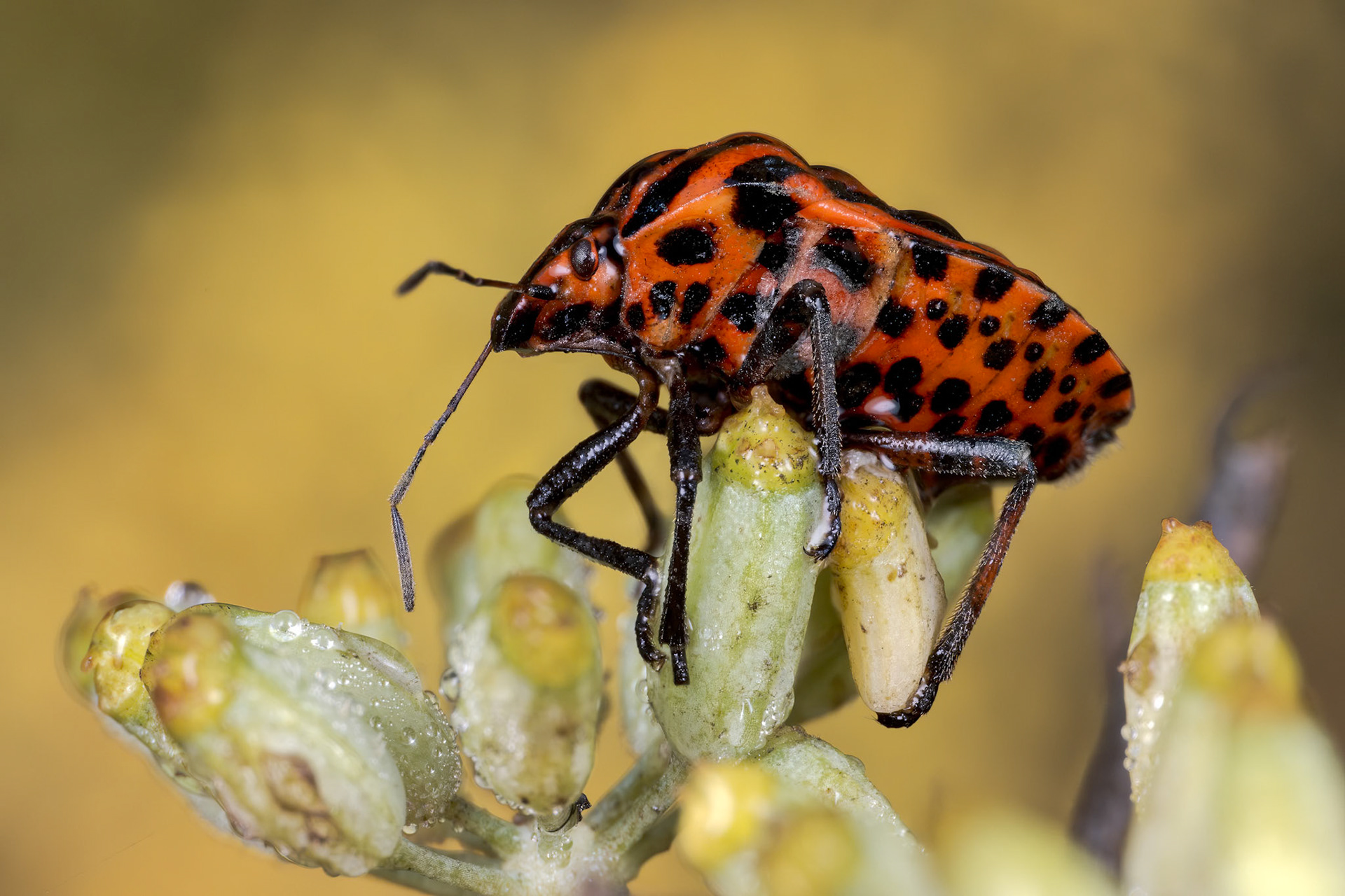 European Striped Shield Bug (Graphosoma italicum)
