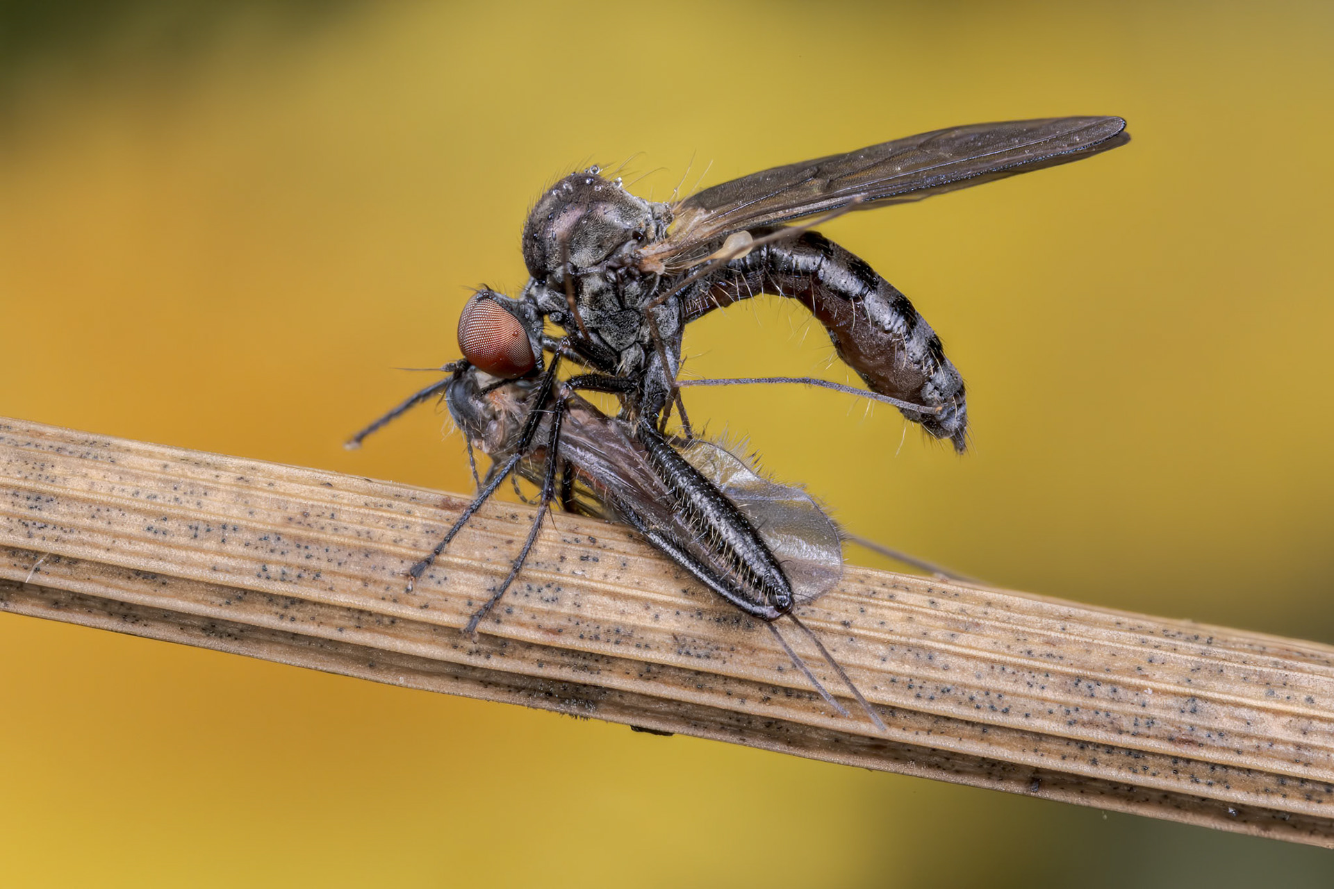 Dagger Fly eating a Bristletail