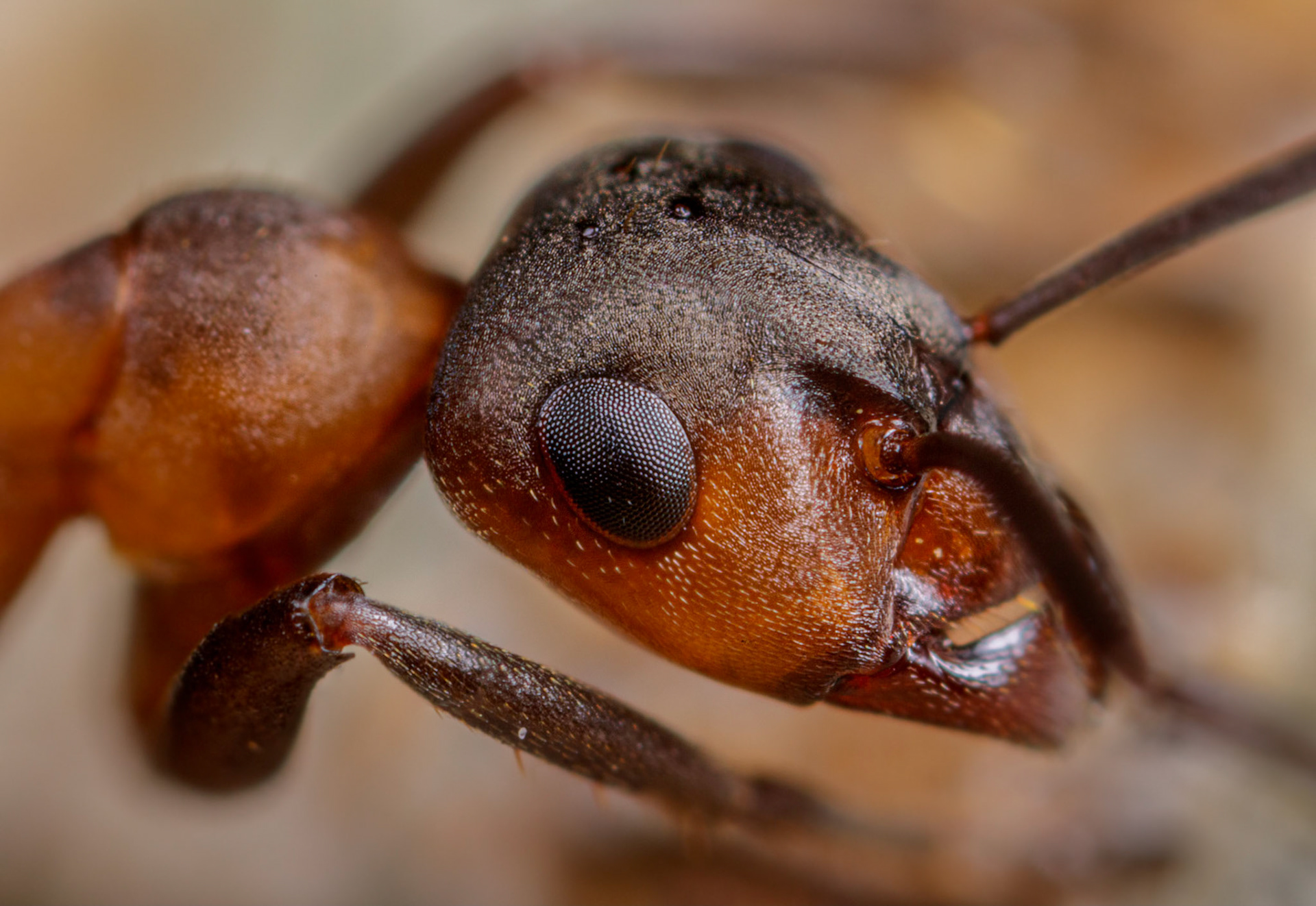 Wood Ant (Formica rufa)