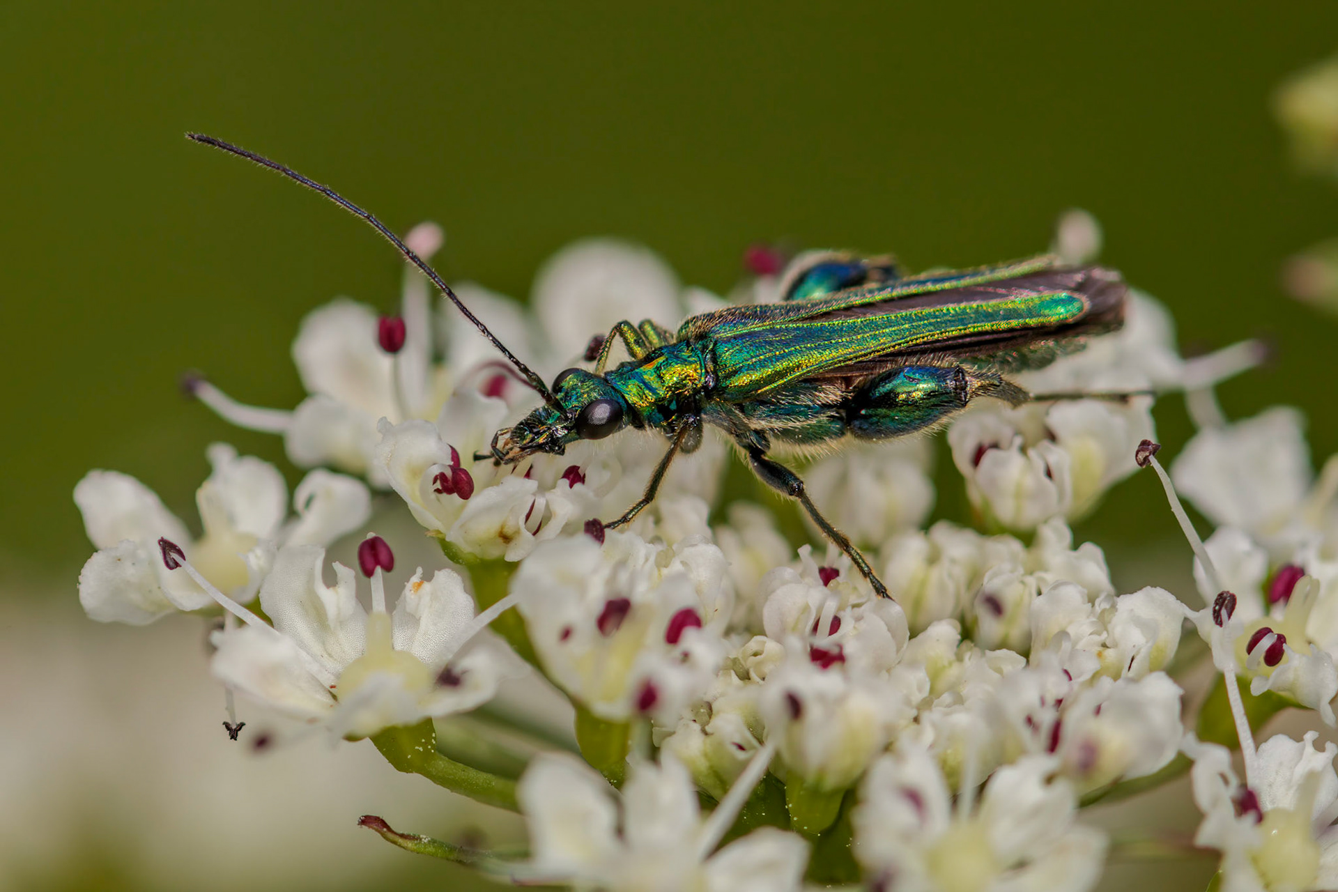 Thick-legged Flower Beetle (Oedemera nobilis)