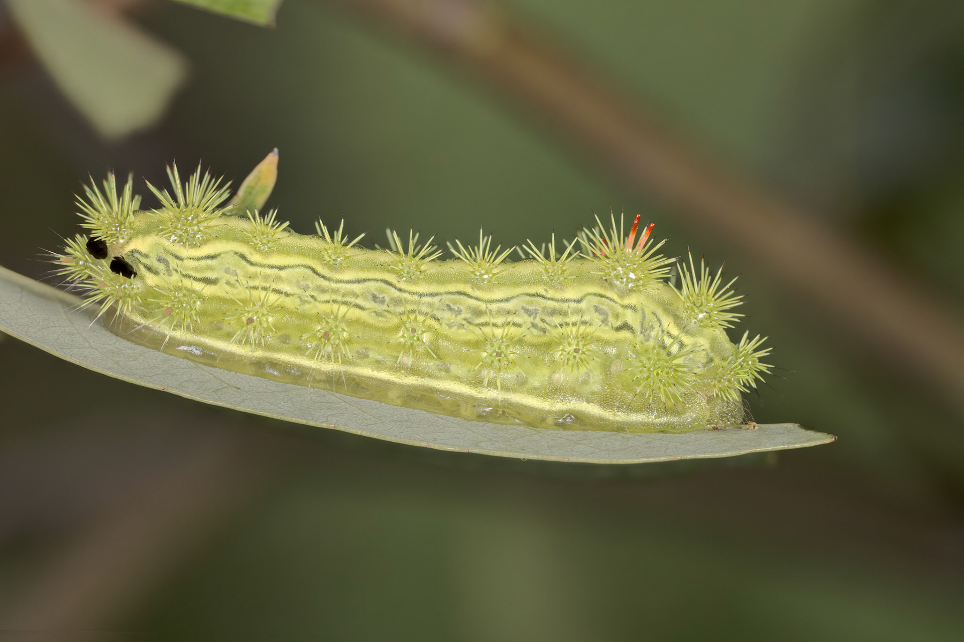 Blue-striped Nettle Grub (Parasa lepida)