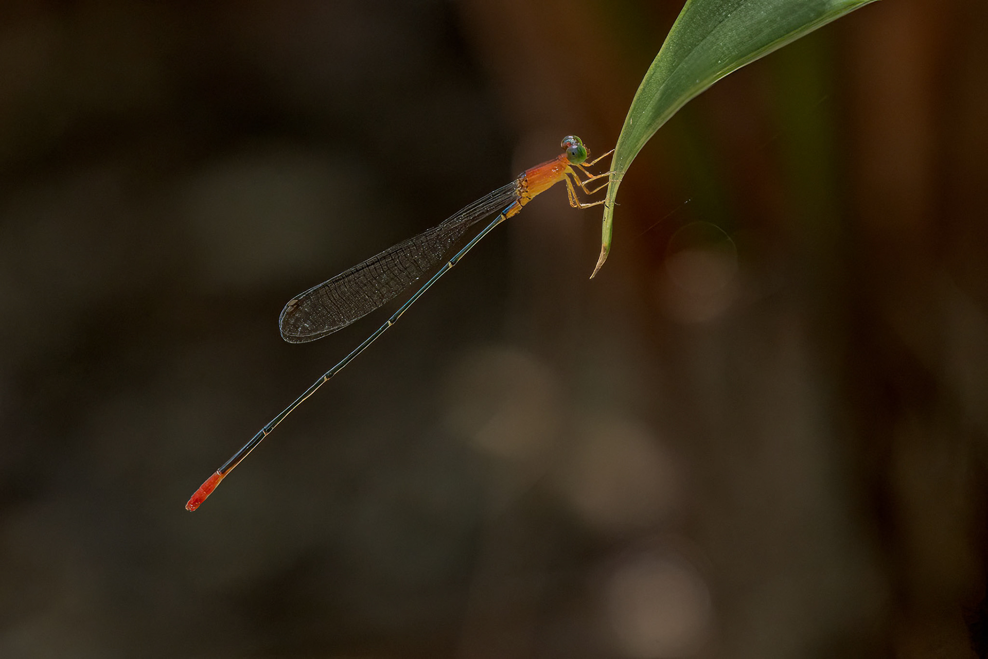 Red-breasted Longtail (Teinobasis rufithorax)