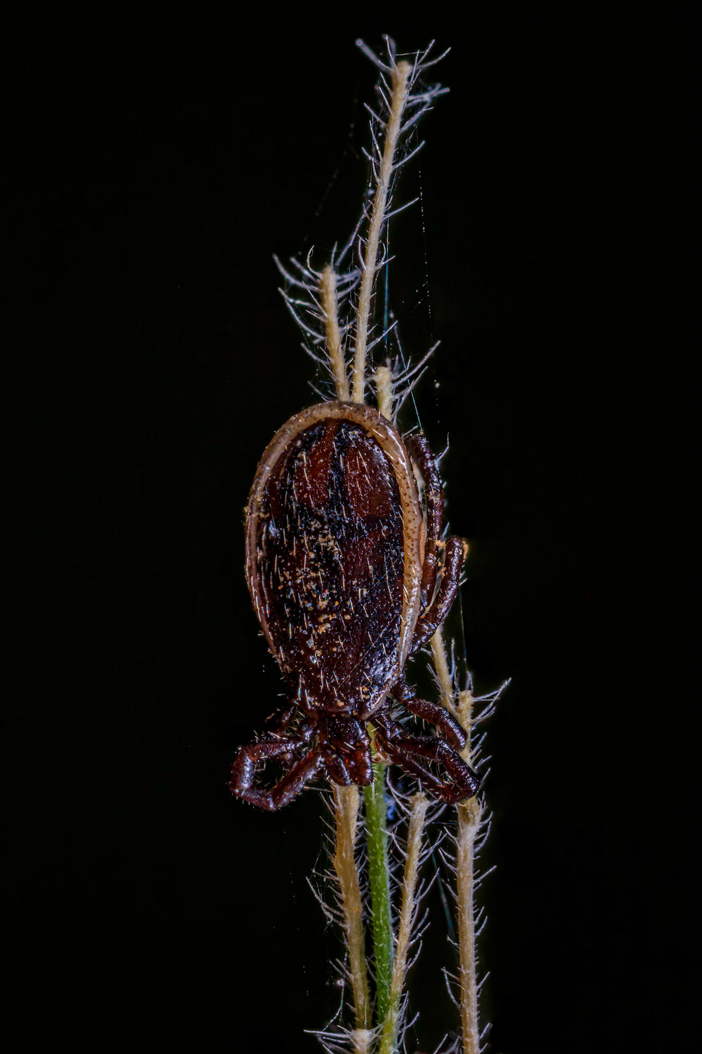 Hard Tick (Ixodes Ricinus)