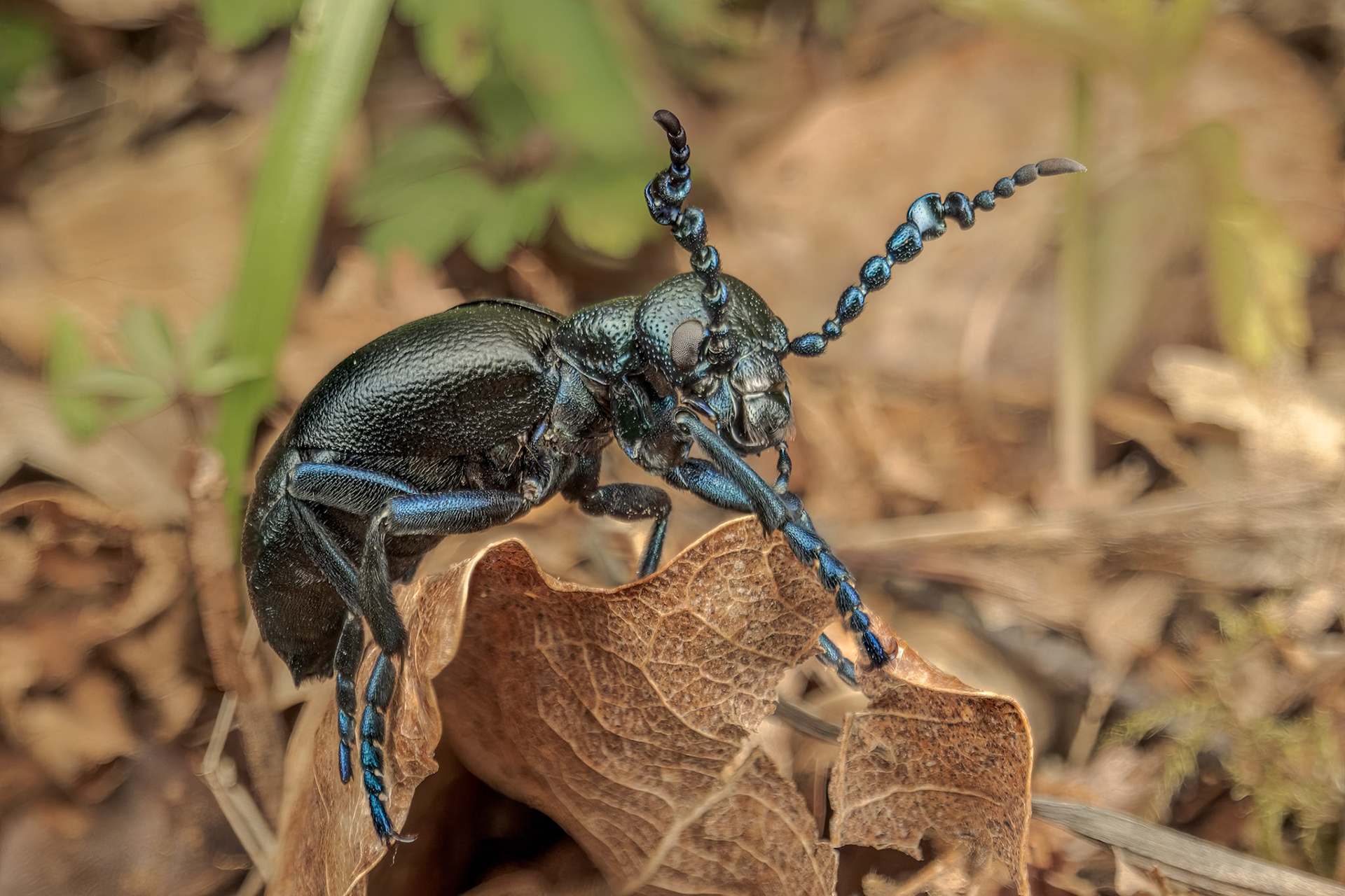 Black Oil Beetle (Meloe proscarabaeus)