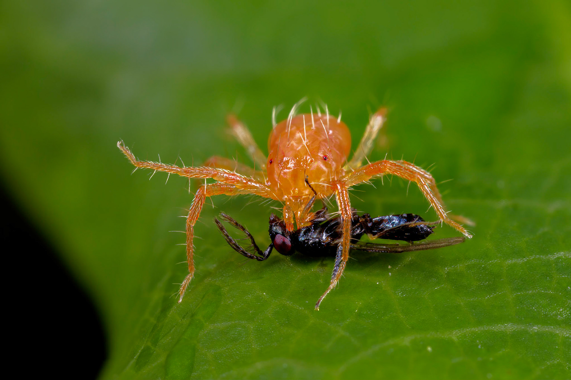 Spider Mite (Tetranychidae)