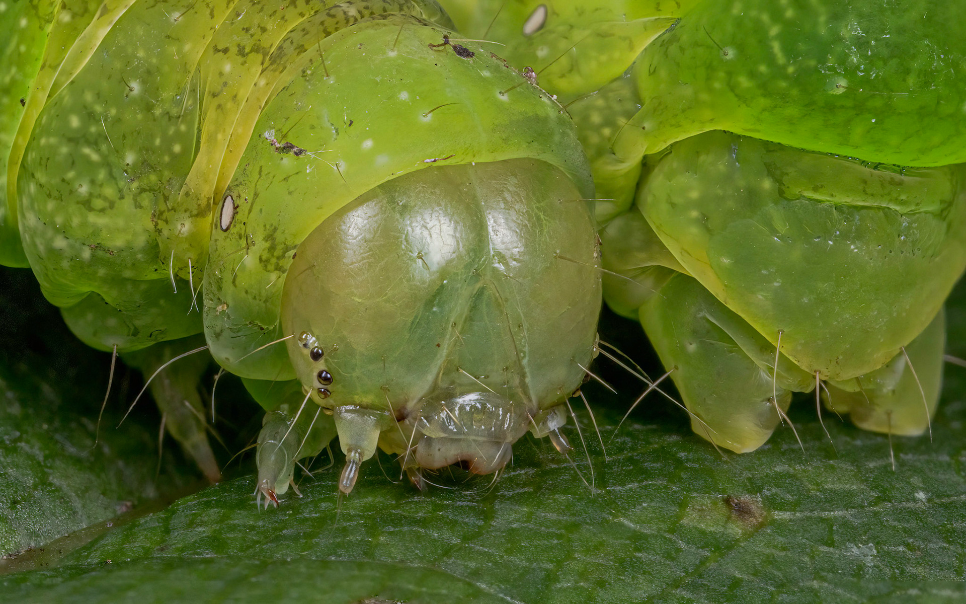 Photo Stack: 29 imagesCrop 16:10Magnification: 3-4x