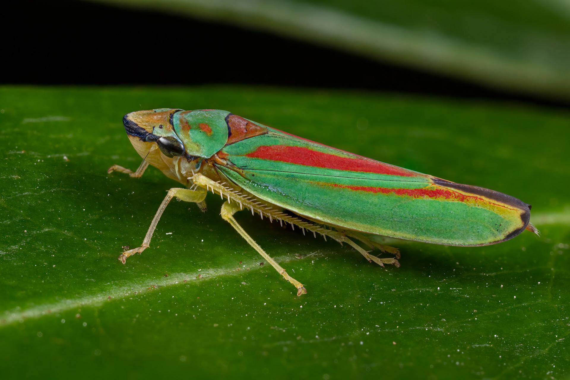 Rhododendron Leafhopper (Graphocephala fennahi)