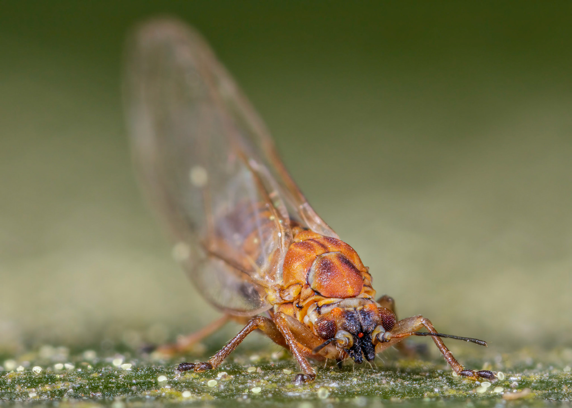 Chamaepsylla hartigii