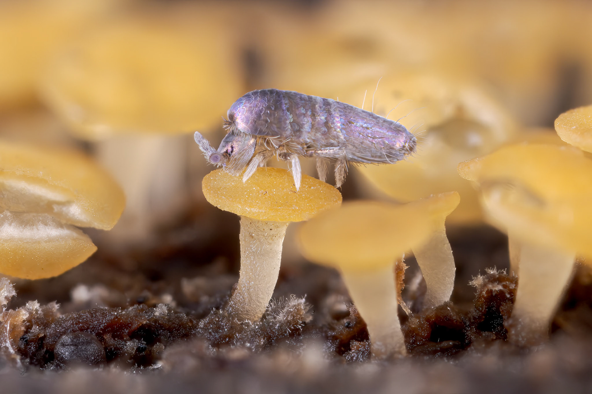 Lepidocyrtus violaceus on lemon discos