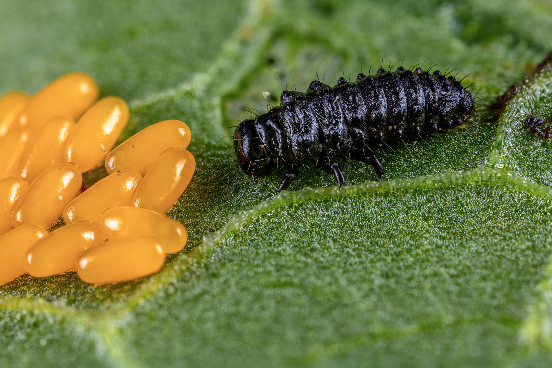 Green Dock Beetle Larve &amp; Eggs (Gastrophysa viridula)