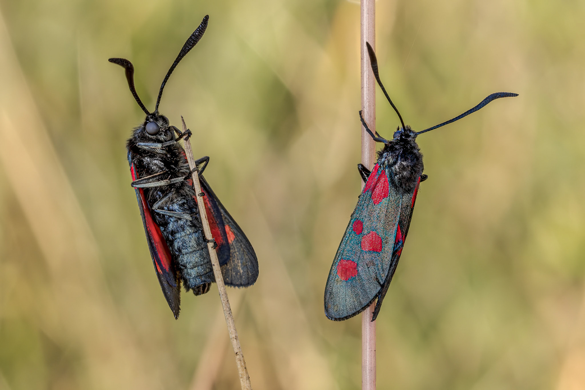 Pair of Five-spot Burnet (Zygaena trifolii)