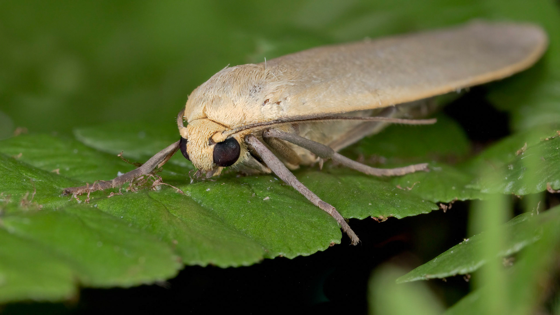 Photo Stack: 50Crop: 2x3Magnification: 6xDingy Footman Eilema griseolaWingspan 32-40 mm.Several of the Eilema species can be difficult to tell apart, but this moth has broader, more rounded forewings than many of the others. It can be quite greyish, but a yellowish form, ab. straminola does occur in places.It flies in July and August, and can be found around damp woodland, fens and sea-cliffs.It is fairly common in the southern half of England and Wales, and feeds on various lichens.https://www.ukmoths.org.uk/species/eilema-griseola/ab-stramineola/