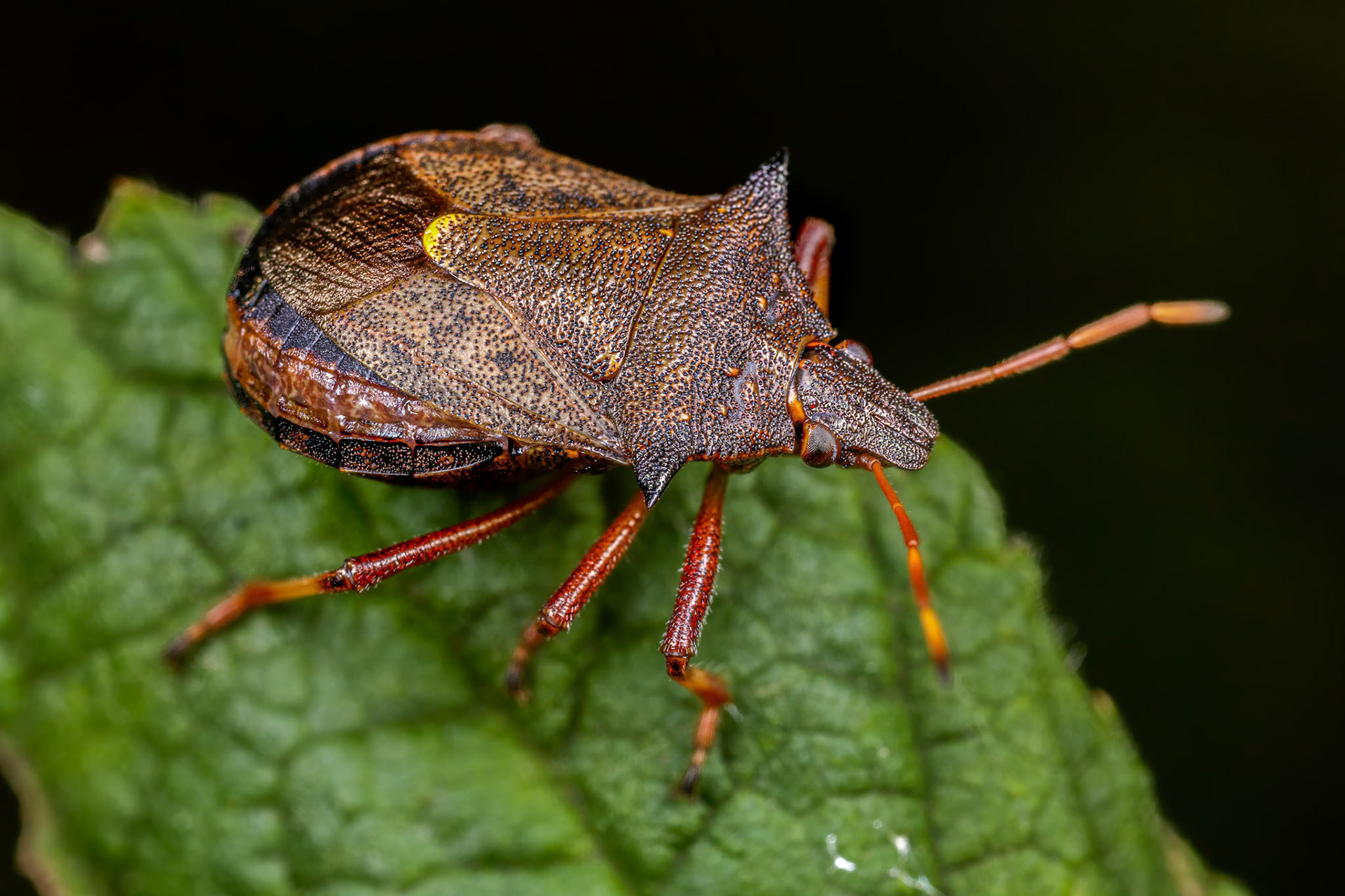 Spiked Shieldbug (Picromerus bidens)