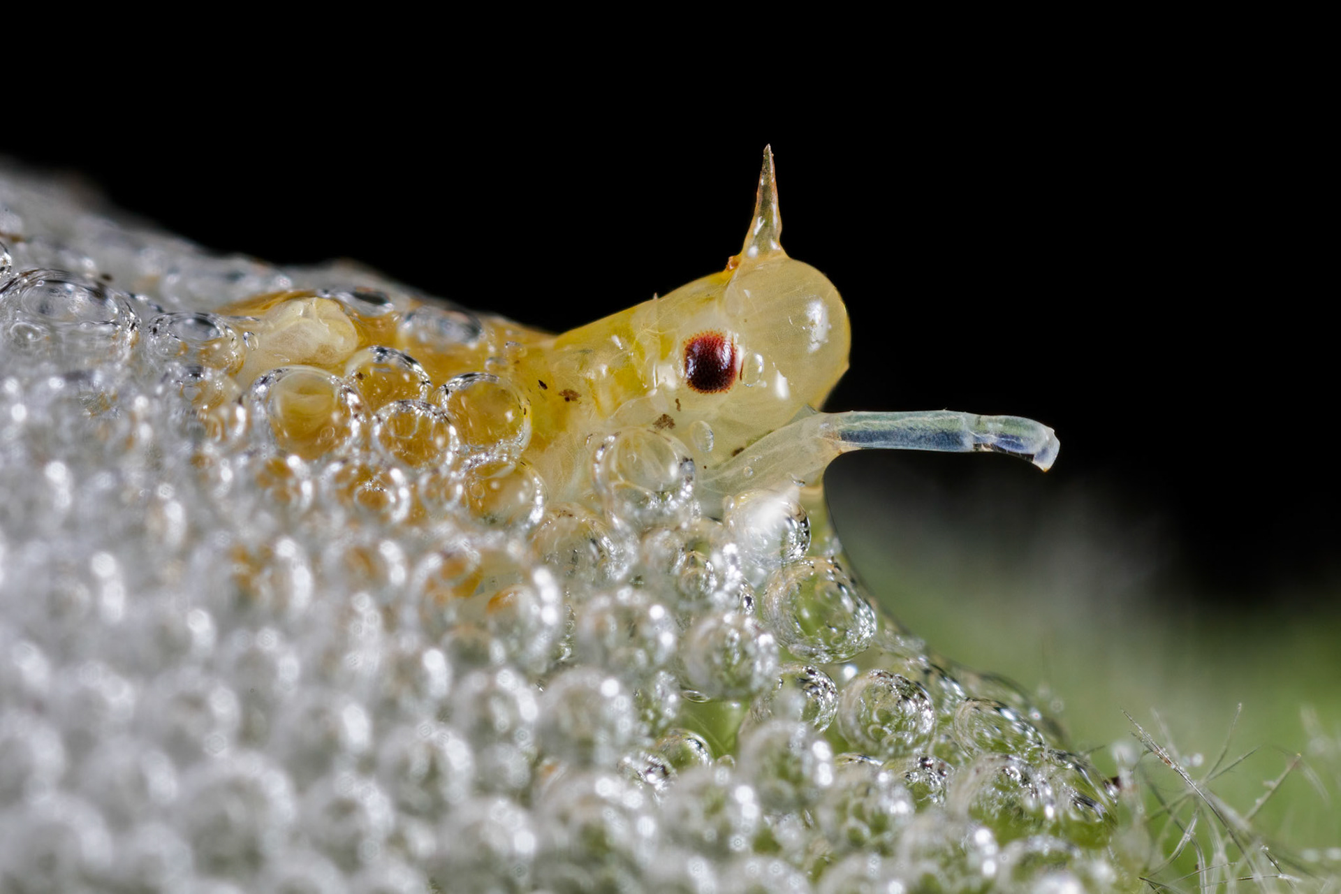 Spittlebug (Philaenus spumarius)