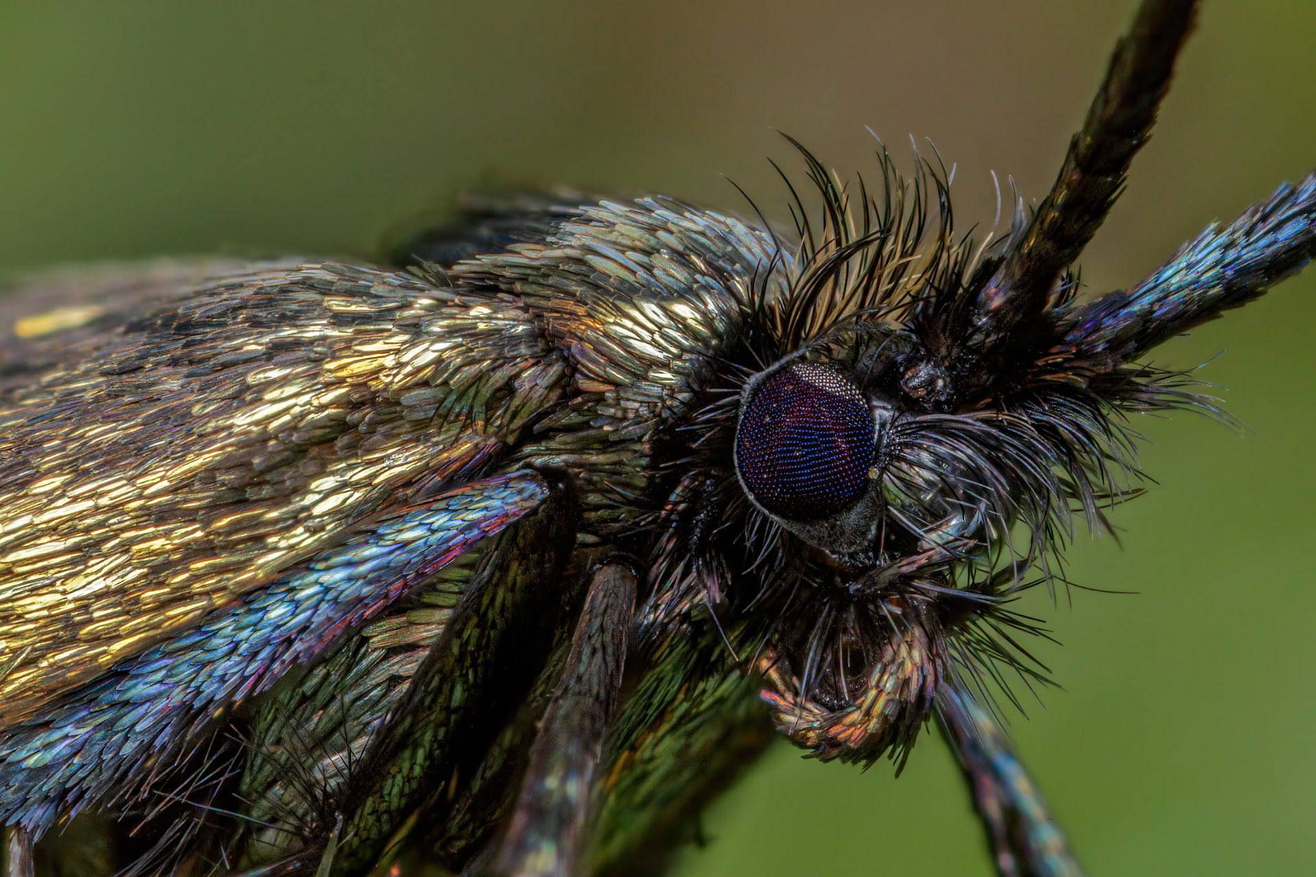 Photo Stack: 12Crop: 2x3Magnification: 10xOrder: LepidopteraFamily: AdelidaeGenus: AdelaSpecies: Adela reaumurellaWingspan 14-18 mm.A fairly common species in England, Wales and southern Scotland, more local in Ireland.The males have long, whitish antennae, the females shorter, both sexes having bronzy or metallic greenish forewings. The moths fly in the daytime during May and June, sometimes occurring in swarms.The caterpillar lives in a portable case and feeds on leaf-litter.https://en.wikipedia.org/wiki/Green_longhornhttps://uknature.co.uk/moths/A.reaumurella-info.htmlhttps://www.ukmoths.org.uk/species/adela-reaumurella/female-5/Thought it was:Yellow Ermel (Roeslerstammia pronubella)Identified species by google image search have locating Genus.species found: https://www.ukmoths.org.uk/thumbnails/https://en.wikipedia.org/wiki/Roeslerstammia_pronubella